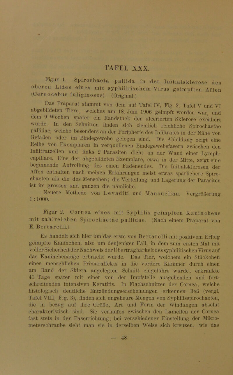 iigur 1. Spirochaeta pallida in der Initialsklerose des oberen Lides eines mit syphilitischem Virus geimpften Affen 1 Cercocebus fuliginosus). (Original.) Das Präparat stammt von dem auf Tafel IV, Fig. 2, Tafel V und VI abgebildeten Tiere, welches am 18. Juni 1906 geimpft worden war, und dem 9 Wochen später ein Randstück der ulcerierten Sklerose excidiert wurde. In den Schnitten finden sich ziemlich reichliche Spirochaetae pallidae, welche besonders an der Peripherie des Infiltrates in der Nähe von Gefäßen oder im Bindegewebe gelegen sind. Die Abbildung zeigt eine Reihe von Exemplaren in verquollenen Bindegewebsfasern zwischen den Infiltratzellen und links 2 Parasiten dicht an der Wand einer Lymph- capillare. Eins der abgebildeten Exemplare, etwa in der Mitte, zeigt eine beginnende Aufrollung des einen Fadenendes. Die Initialsklerosen der Affen enthalten nach meinen Erfahrungen meist etwas spärlichere Spiro- cliaeten als die des Menschen; die Verteilung und Lagerung der Parasiten ist im grossen und ganzen die nämliche. Neuere Methode von Levaditi und Manouelian. Vergrößerung 1 :1000. Figur 2. Cornea eines mit Syphilis geimpften Kaninchens mit zahlreichen Spirochaetae pallidae. (Nach einem Präparat von E. Bertarelli.) Es handelt sich hier um das erste von Bertarelli mit positivem Erfolg geimpfte Kaninchen, also um denjenigen Fall, in dem zum ersten Mal mit voller Sicherheit der Nachweis der Übertragbarkeit des syphilitischen Virus auf das Kaninchenauge erbracht wurde. Das Tier, welchem ein Stückchen eines menschlichen Primäraffekts in die vordere Kammer durch einen am Rand der Sklera angelegten Schnitt eingeführt wurde, erkrankte 40 Tage später mit einer von der Impfstelle ausgehenden und fort- schreitenden intensiven Keratitis. In Flachschnitten der Cornea, welche histologisch deutliche Entzündungserscheinungen erkennen ließ (vergl. Tafel VIII, Fig. 3),.finden sich ungeheure Mengen von Syphilisspirochaeten, die in bezug auf ihre Größe, Art und Form der Windungen absolut charakteristisch sind. Sie verlaufen zwischen den Lamellen der Cornea fast stets in der Faserrichtung; bei verschiedener Einstellung der Mikro- meterschraube sieht man sie in derselben Weise sich kreuzen, wie das