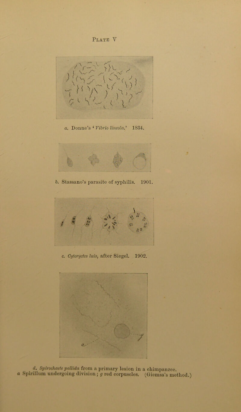 a. Donne’s ‘ Vibrio lineola.' 1834. b. Sfcassano's parasite of syphilis. 1901. y c. Cytoryctes luis, after Siegel. 1902. cl. Spirochaete pallida from a primary lesion in a chimpanzee. Spirillum undergoing division; g red corpuscles. (Giemsa’s method.)