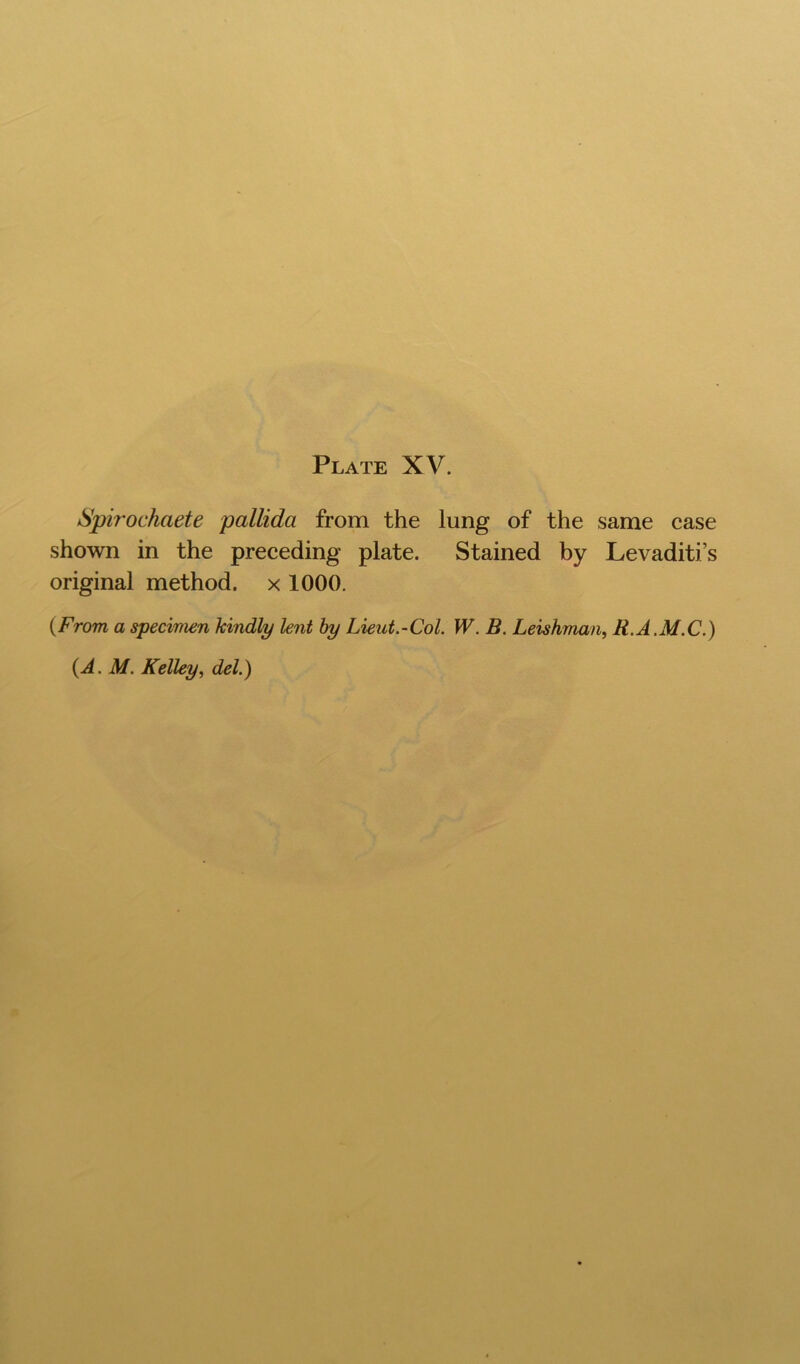 Spirochaete pallida from the lung of the same case shown in the preceding plate. Stained by Levaditi’s original method, x 1000. {From a specimen kindly lent by Lieut.-Col. W. B. Leishman, R.A.M.C.)