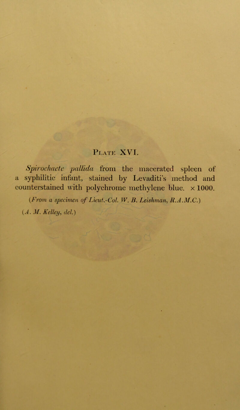 Sph'ochaete pallida from the macerated spleen of a syphilitic infant, stained by Levaditi’s method and counterstained with polychrome methylene blue, x 1000. {From a specimen of Lieut.-Col. W. B. Leishman, R.A.M.C.)