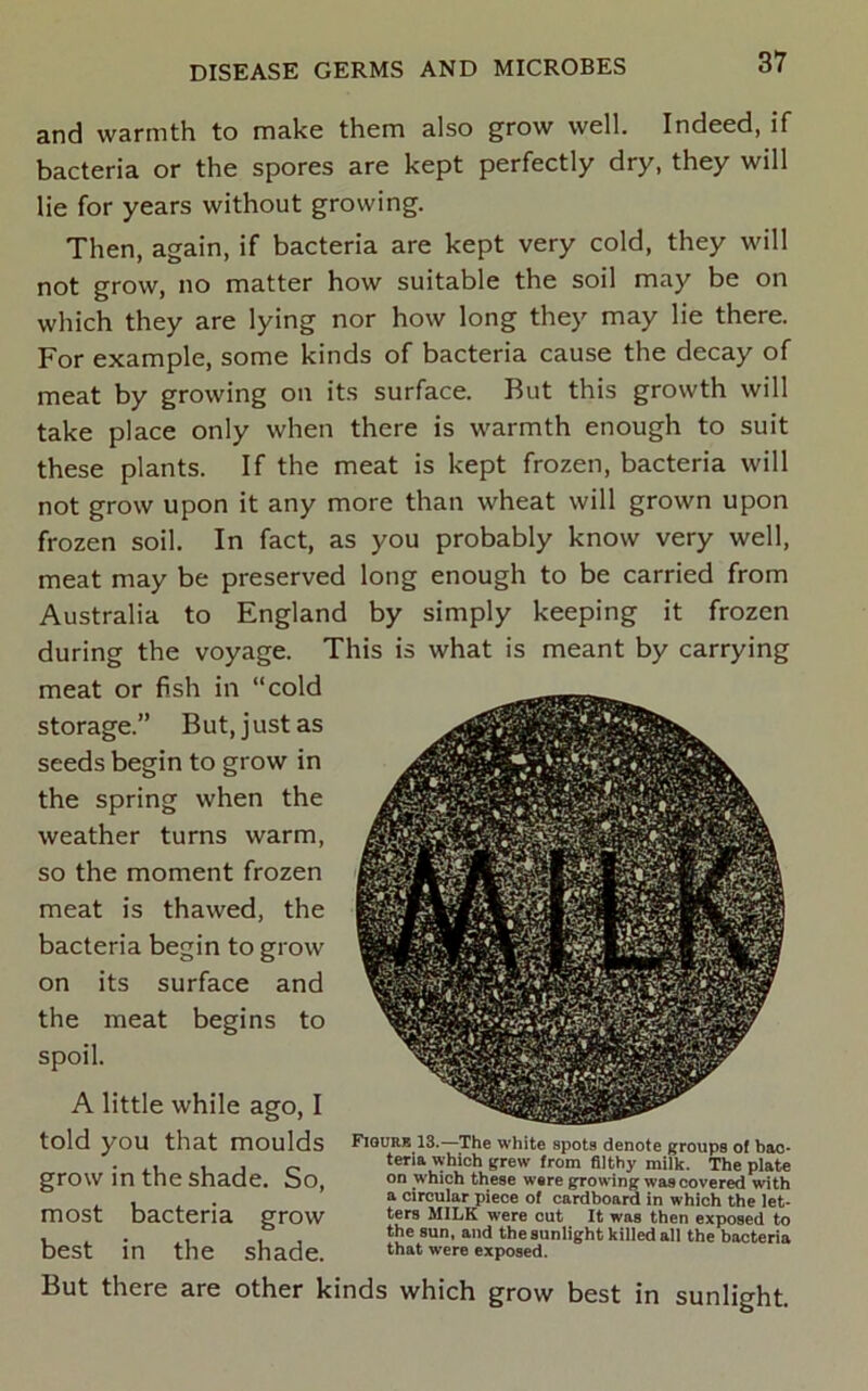 and warmth to make them also grow well. Indeed, if bacteria or the spores are kept perfectly dry, they will lie for years without growing. Then, again, if bacteria are kept very cold, they will not grow, no matter how suitable the soil may be on which they are lying nor how long they may lie there. For example, some kinds of bacteria cause the decay of meat by growing on its surface. But this growth will take place only when there is warmth enough to suit these plants. If the meat is kept frozen, bacteria will not grow upon it any more than wheat will grown upon frozen soil. In fact, as you probably know very well, meat may be preserved long enough to be carried from Australia to England by simply keeping it frozen during the voyage. This is what is meant by carrying meat or fish in “cold storage.” But, j ust as seeds begin to grow in the spring when the weather turns warm, so the moment frozen meat is thawed, the bacteria begin to grow on its surface and the meat begins to spoil. A little while ago, I told you that moulds FwuR* 13.—The white spots denote groups of bao- • j o which grew from filthy milk. The plate grow in the shade. oO, on which these were growing was covered with . , ^ . n circular piece of cardboard in which the let- most bacteria grow •■6™ milk were out it was then exposed to , ^ . , , , the sun, and the sunlight killed all the bacteria best in the shade. that were exposed. But there are other kinds which grow best in sunlight.