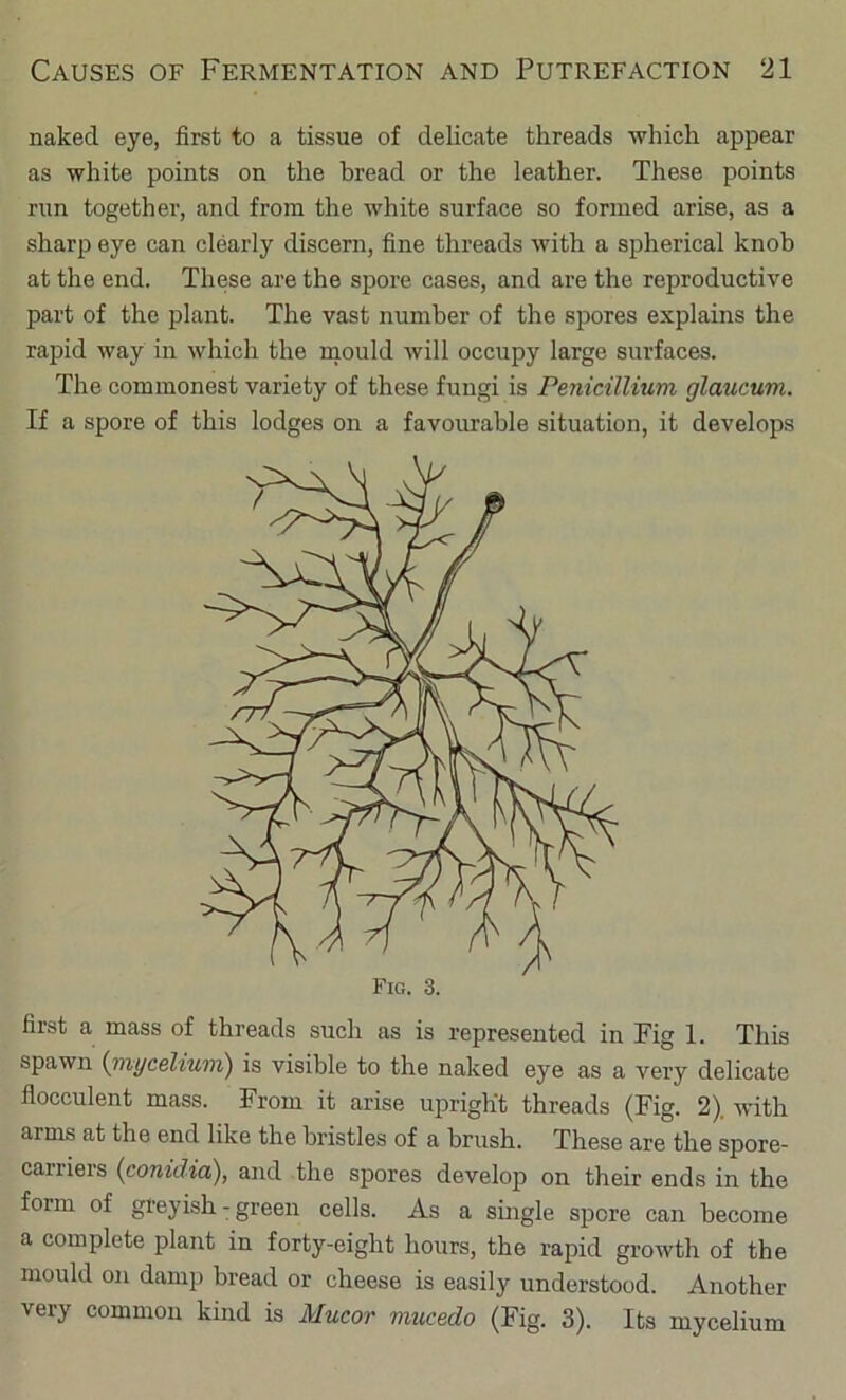 naked eye, first to a tissue of delicate threads which appear as white points on the bread or the leather. These points run together, and from the white surface so formed arise, as a sharp eye can clearly discern, fine threads with a spherical knob at the end. These are the spore cases, and are the reproductive part of the plant. The vast number of the spores explains the rapid way in which the rnould will occupy large surfaces. The commonest variety of these fungi is PenicilUum glaucum. If a spore of this lodges on a favourable situation, it develops first a mass of threads such as is represented in Fig 1. This spawn (inycelium') is visible to the naked eye as a very delicate fiocculent mass. From it arise upright threads (Fig. 2). with arms at the end like the bristles of a brush. These are the spore- carriers (conidia), and the spores develop on their ends in the form of greyish - green cells. As a single spore can become a complete plant in forty-eight hours, the rapid growth of the mould on damp bread or cheese is easily understood. Another