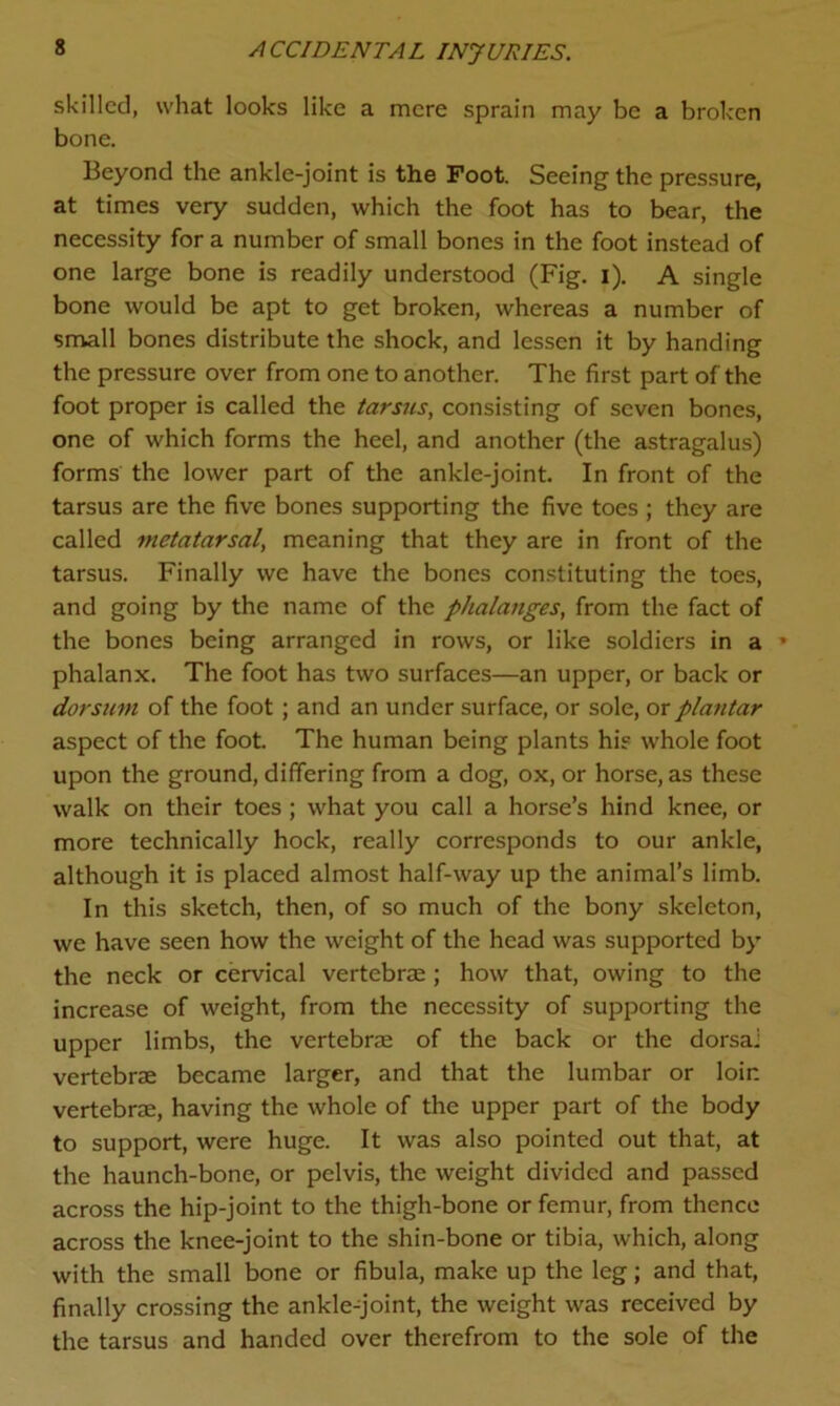 skilled, what looks like a mere sprain may be a broken bone. Beyond the ankle-joint is the Foot. Seeing the pressure, at times very sudden, which the foot has to bear, the necessity for a number of small bones in the foot instead of one large bone is readily understood (Fig. i). A single bone would be apt to get broken, whereas a number of small bones distribute the shock, and lessen it by handing the pressure over from one to another. The first part of the foot proper is called the tarsus, consisting of seven bones, one of which forms the heel, and another (the astragalus) forms the lower part of the ankle-joint. In front of the tarsus are the five bones supporting the five toes ; they are called metatarsal, meaning that they are in front of the tarsus. Finally we have the bones constituting the toes, and going by the name of the phalanges, from the fact of the bones being arranged in rows, or like soldiers in a » phalanx. The foot has two surfaces—an upper, or back or dorsum of the foot ; and an under surface, or sole, or plantar aspect of the foot. The human being plants his whole foot upon the ground, differing from a dog, ox, or horse, as these walk on their toes; what you call a horse’s hind knee, or more technically hock, really corresponds to our ankle, although it is placed almost half-way up the animal’s limb. In this sketch, then, of so much of the bony skeleton, we have seen how the weight of the head was supported by the neck or cervical vertebras ; how that, owing to the increase of weight, from the necessity of supporting the upper limbs, the vertebrae of the back or the dorsal vertebrae became larger, and that the lumbar or loir, vertebrae, having the whole of the upper part of the body to support, were huge. It was also pointed out that, at the haunch-bone, or pelvis, the weight divided and passed across the hip-joint to the thigh-bone or femur, from thence across the knee-joint to the shin-bone or tibia, which, along with the small bone or fibula, make up the leg; and that, finally crossing the ankle-joint, the weight was received by the tarsus and handed over therefrom to the sole of the