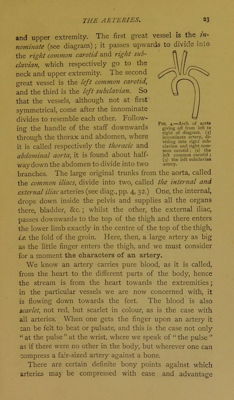 Fig. 4.—Arch of aorta giving off from left to right of diagram. (1) innominate artery, di- viding into right sub- clavian and right com- mon carotid; (2) the left common carotid ; (3) the left subclavian artery. and upper extremity. The first great vessel is the in- nominate (see diagram); it passes upwards to divide into the right common carotid and right sub- clavian, which respectively go to the neck and upper extremity. The second great vessel is the left common carotid, and the third is the left subclavian. So that the vessels, although not at first symmetrical, come after the innominate divides to resemble each other. Follow- ing the handle of the staff downwards through the thorax and abdomen, where it is called respectively the thoracic and abdominal aorta, it is found about half- way down the abdomen to divide into two branches. The large original trunks from the aorta, called the common iliacs, divide into two, called the internal and external iliac arteries (see diag., pp. 4, 32.) One, the internal, drops down inside the pelvis and supplies all the organs there, bladder, &c.; whilst the other, the external iliac, passes downwards to the top of the thigh and there enters the lower limb exactly in the centre of the top of the thigh, i.e. the fold of the groin. Here, then, a large artery as big as the little finger enters the thigh, and we must consider for a moment the characters of an artery. We know an artery carries pure blood, as it is called, from the heart to the different parts of the body, hence the stream is from the heart towards the extremities; in the particular vessels we are now concerned with, it is flowing down towards the feet. The blood is also scarlet, not red, but scarlet in colour, as is the case with all arteries. When one gets the finger upon an artery it can be felt to beat or pulsate, and this is the case not only “ at the pulse ” at the wrist, where we speak of “ the pulse ” as if there were no other in the body, but wherever one can compress a fair-sized artery against a bone. There are certain definite bony points against which arteries may be compressed with ease and advantage