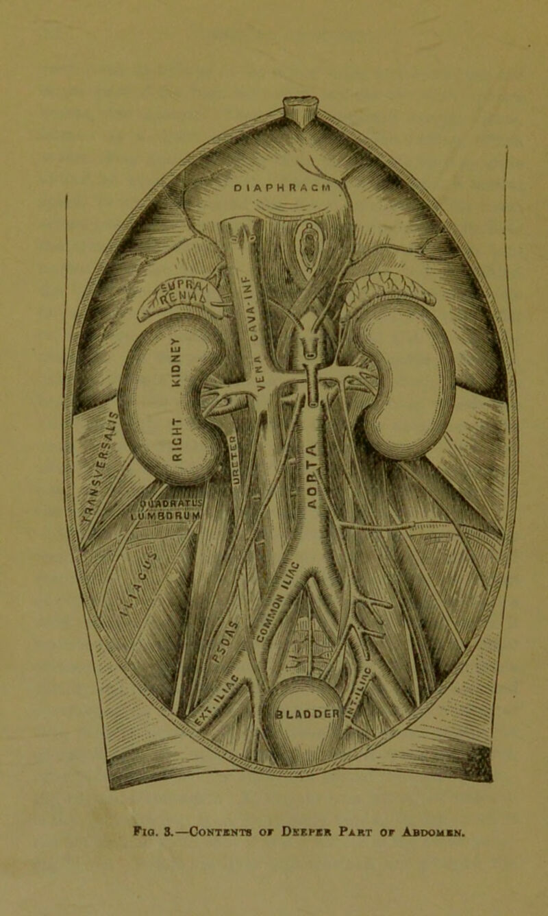 Kiel. S.—Contents or Deeper Part or Abdomen.