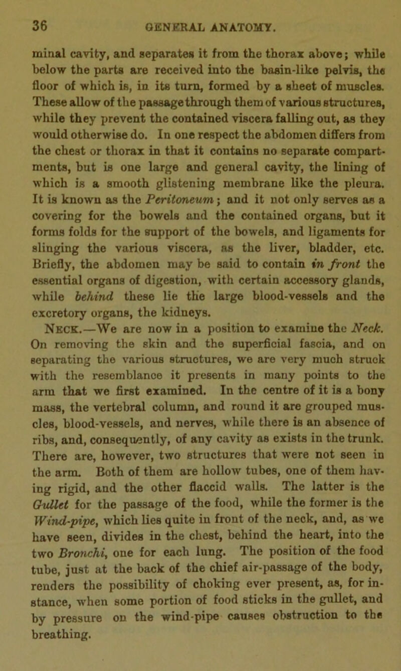 miual cavity, and separates it from the thorax above; while below the parts are received into the basin-like pelvis, the floor of which is, in its turn, formed by a sheet of muscles. These allow of the passage through them of various structures, while they prevent the contained viscera falling out, as they would otherwise do. In one respect the abdomen differs from the chest or thorax in that it contains no separate compart- ments, but is one large and general cavity, the lining of which is a smooth glistening membrane like the pleura. It is known as the Peritoneum; and it not only serves as a covering for the bowels and the contained organs, but it forms folds for the support of the bowels, and ligaments for slinging the various viscera, as the liver, bladder, etc. Briefly, the abdomen may be said to contain in front the essential organs of digestion, with certain accessory glands, while behind these lie the large blood-vessels and the excretory organs, the kidneys. Neck.—We are now in a position to examine the Neck. On removing the skin and the superficial fascia, and on separating the various structures, we are very much struck with the resemblance it presents in many points to the arm that we first examined. In the centre of it is a bony mass, the vertebral column, and round it are grouped mus- cles, blood-vessels, and nerves, while there is an absence of ribs, and, consequently, of any cavity as exists in the trunk. There are, however, two structures that were not seen in the arm. Both of them are hollow tubes, one of them hav- ing rigid, and the other flaccid walls. The latter is the Gullet for the passage of the food, while the former is the Wind-pipe, which lies quite in front of the neck, and, as we have seen, divides in the chest, behind the heart, into the two Bronchi, one for each lung. The position of the food tube, just at the back of the chief air-passage of the body, renders the possibility of choking ever present, as, for in- stance, when some portion of food sticks in the gullet, and by pressure on the wind-pipe causes obstruction to the breathing,