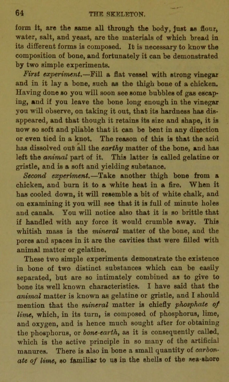 form It, are the same all through the body, Just as flour, water, salt, and yeast, are the materials of which bread in its different forms is composed. It is necessary to know the composition of bone, and fortunately it can be demonstrated by two simple experiments. First experiment.—Fill a flat vessel with strong vinegar and in it lay a bone, such as the thigh bone of a chicken. Having done so you will soon see some bubbles of gas escap- ing, and if you leave the bone long enough in the vinegar you will observe, on taking it out, that its hardness has dis- appeared, and that though it retains its size and shape, it is now so soft and pliable that it can be bent in any direction or even tied in a knot. The reason of this is that the acid has dissolved out all the earthy matter of the bone, and has loft the animal part of it. This latter is called gelatine or gristle, and is a soft and yielding substance. Second experiment.—Take another thigh bone from a chicken, and bum it to a white heat in a fire. When it has cooled down, it will resemble a bit of white chalk, and on examining it you will see that it is full of minute holes and canals. You will notice also that it is so brittle that if handled with any force it would crumble away. This whitish mass is the mineral matter of the bone, and the pores and spaces in it are the cavities that were filled with animal matter or gelatine. These two simple experiments demonstrate the existence in bone of two distinct substances which can be easily separated, but are so intimately combined as to give to bone its well known characteristics. I have said that the animal matter is known as gelatine or gristle, and I should mention that the mineral matter is chiefly phosphate of lime, which, in its turn, is composed of phosphorus, lime, and oxygen, and is hence much sought after for obtaining the phosphorus, or bone-earth, as it is consequently called, which is the active principle in so many of the artificial manures. There is also in bone a small quantity of carbon- ate of lime, so familiar to us in the shells of the sea shore