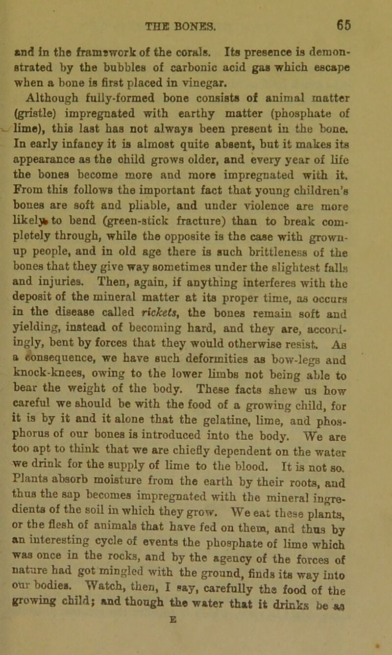 and in the framework of the corals. Its presence is demon- strated by the bubbles of carbonic acid gas which escape when a bone is first placed in vinegar. Although fully-formed bone consists of animal matter (gristle) impregnated with earthy matter (phosphate of lime), this last has not always been present in the bone. In early infancy it is almost quite absent, but it makes its appearance as the ohild grows older, and every year of life the bones become more and more impregnated with it. From this follows the important fact that young children’s bones are soft and pliable, and under violence are more likeljh to bend (green-stick fracture) than to break com- pletely through, while the opposite is the case with grown- up people, and in old age there is such brittleness of the bones that they give way sometimes under the slightest falls and injuries. Then, again, if anything interferes with the deposit of the mineral matter at its proper time, as occurs in the disease called rickets, the bones remain soft and yielding, instead of becoming hard, and they are, accord- ingly, bent by forces that they would otherwise resist. As a consequence, we have such deformities as bow-legs and knock-knees, owing to the lower limbs not being able to bear the weight of the body. These facts shew us how careful we should be with the food of a growing child, for it is by it and it alone that the gelatine, lime, and phos- phorus of our bones is introduced into the body. We are too apt to think that we are chiefly dependent on the water we drink for the supply of lime to the blood. It is not so. Plants absorb moisture from the earth by their roots, and thus the sap becomes impregnated with the mineral ingre- dients of the soil in which they grow. We eat these plants, or the flesh of animals that have fed on them, and thus by an interesting cycle of events the phosphate of limo which wa3 once in the rocks, and by the agency of the forces of nature had got mingled with the ground, finds its way into our bodies. Watch, then, I say, carefully the food of the growing child; and though the water that it drinks be as E