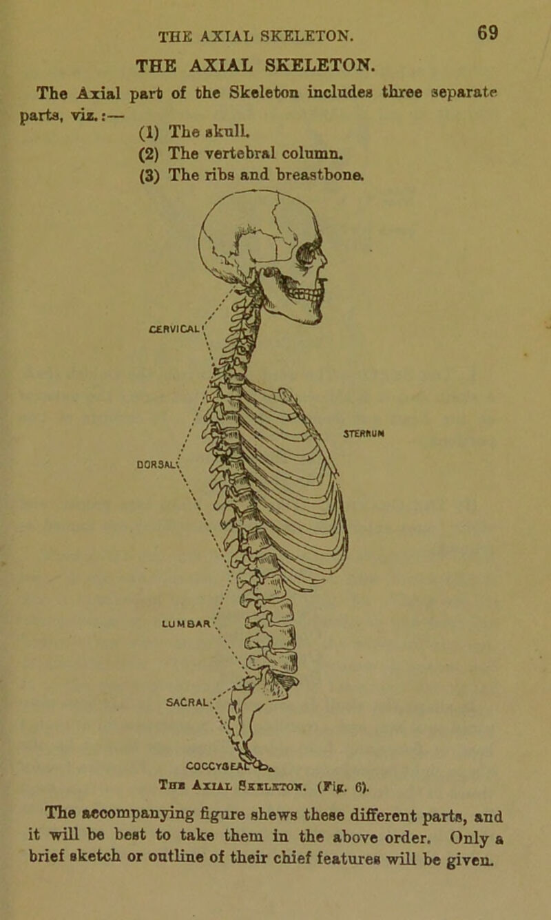 THE AXIAL SKELETON. THE AXIAL SKELETON. The Axial part of Che Skeleton includes three separate parts, viz.:— (1) The skull (2) The vertebral column. (3) The ribs and breastbone. The accompanying figure shews these different parts, and it will be best to take them in the above order. Only a brief sketch or outline of their chief features will be given.