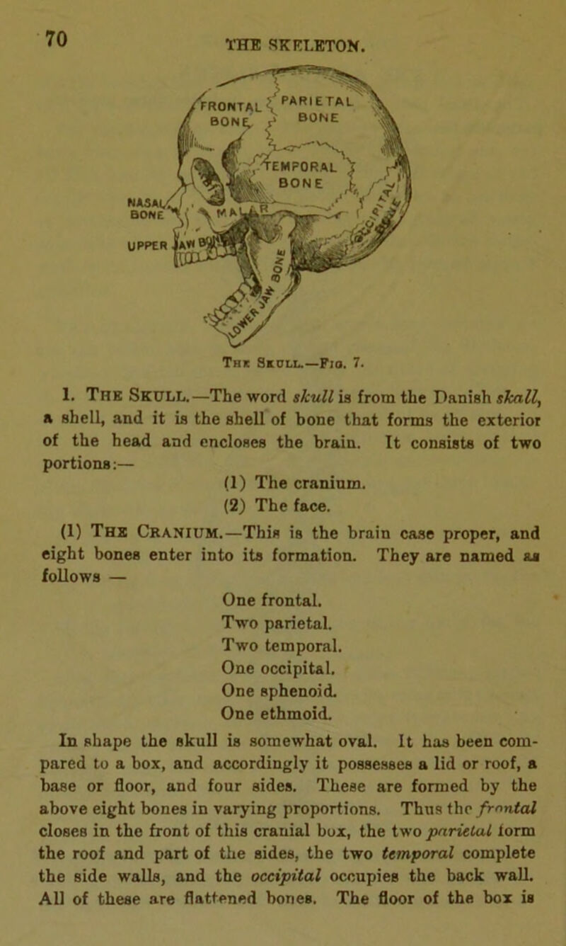 1. The Skull.—The word skull is from the Danish shall, a shell, and it is the shell of bone that forms the exterior of the head and encloses the brain. It consists of two portions:— (1) The cranium. (2) The face. (1) The Cranium.—This is the brain case proper, and eight bones enter into its formation. They are named as follows — One frontal. Two parietal. Two temporal. One occipital. One sphenoid. One ethmoid. In shape the skull is somewhat oval. It has been com- pared to a box, and accordingly it possesses a lid or roof, a base or floor, and four sides. These are formed by the above eight bones in varying proportions. Thus the frontal closes in the front of this cranial box, the two parietal form the roof and part of the sides, the two temporal complete the side walls, and the occipital occupies the back wall. All of these are flattened bones. The floor of the box is