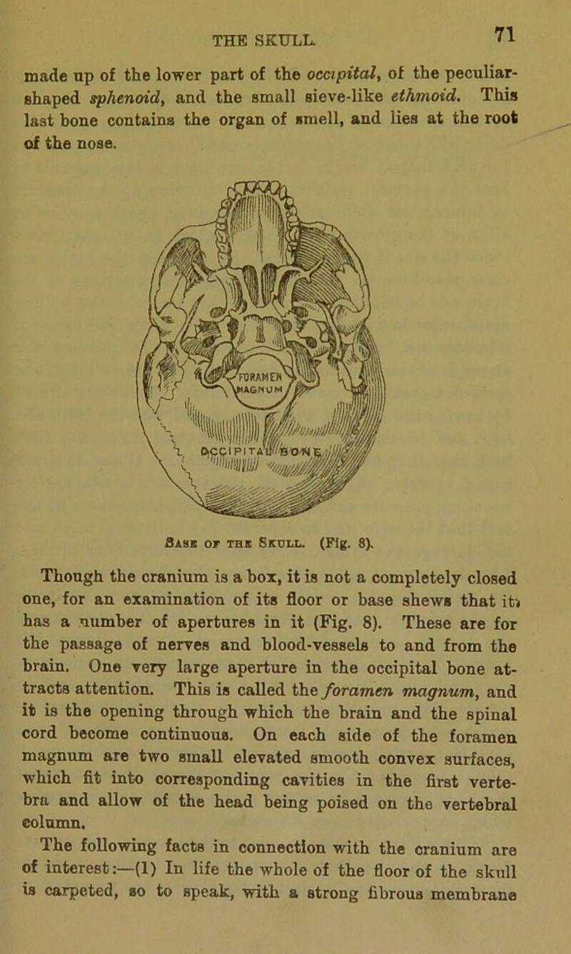 THE SKULL. made up of the lower part of the occipital, of the peculiar- shaped sphenoid, and the small sieve-like ethmoid. This last bone contains the organ of smell, and lies at the root of the nose. Base or the Seoll. (Fig. 8). Though the cranium is a box, it is not a completely closed one, for an examination of its floor or base shews that iti has a number of apertures in it (Fig, 8). These are for the passage of nerves and blood-vessels to and from the brain. One very large aperture in the occipital bone at- tracts attention. This is called the foramen magnum, and it is the opening through which the brain and the spinal cord become continuous. On each side of the foramen magnum are two small elevated smooth convex surfaces, which fit into corresponding cavities in the first verte- bra and allow of the head being poised on the vertebral column. The following facts in connection with the cranium are of interest:—(1) In life the whole of the floor of the skull is carpeted, so to speak, with a strong fibrous membrane