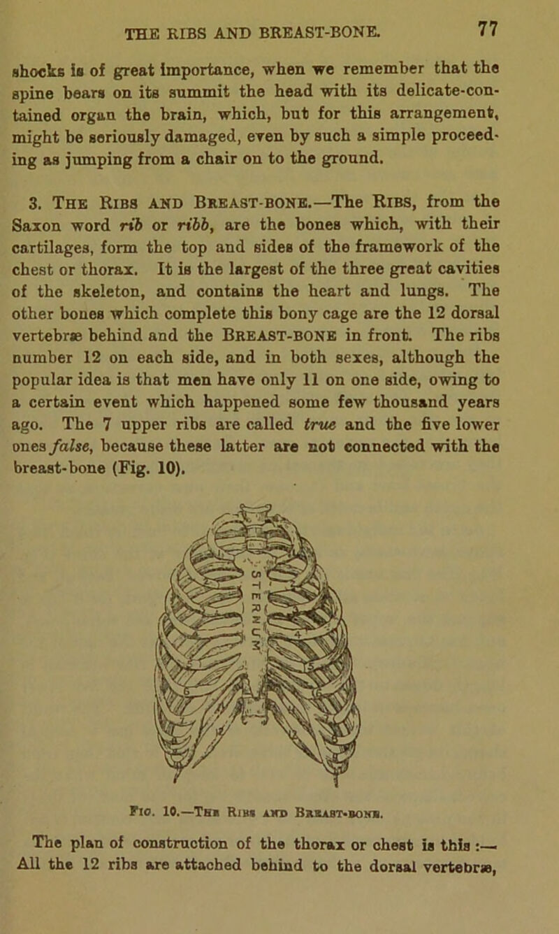 THE RIBS AND BREAST-BONE. shocks is of great importance, when we remember that the spine bears on its summit the head with its delicate-con- tained organ the brain, which, but for this arrangement, might be seriously damaged, even by such a simple proceed- ing as jumping from a chair on to the ground. 3. The Ribs and Breast bone.—The Ribs, from the Saxon word rib or ribb, are the bones which, with their cartilages, form the top and sides of the framework of the chest or thorax. It is the largest of the three great cavities of the skeleton, and contains the heart and lungs. The other bones which complete this bony cage are the 12 dorsal vertebrse behind and the Breast-bone in front. The ribs number 12 on each side, and in both sexes, although the popular idea is that men have only 11 on one side, owing to a certain event which happened some few thousand years ago. The 7 upper ribs are called true and the five lower ones false, because these latter are not connected with the breast-bone (Fig. 10). Flo. 10.—Th» Rib* ahd Bxsabt-bonii. The plan of construction of the thorax or chest is this :— All the 12 ribs are attached behind to the dorsal vertebrae,