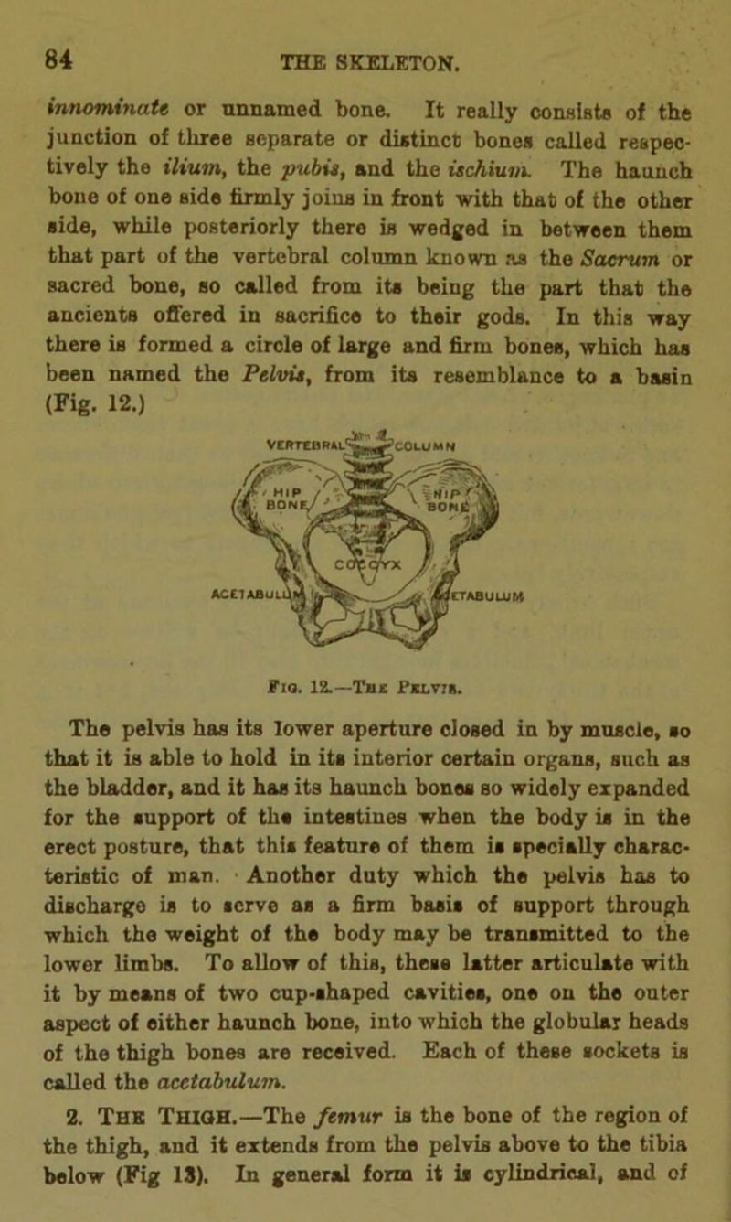 innominate or unnamed bone. It really consist* of the junction of tliree separate or distinct] bones called respec- tively the ilium, the pubis, and the ischium. The haunch bone of one side firmly joins in front with that of the other side, while posteriorly there is wedged in between them that part of the vertebral column known as the Sacrum or sacred bone, so called from its being the part that the ancients offered in sacrifice to their gods. In this way there is formed a circle of large and firm bones, which has been named the Pelvis, from its resemblance to a basin (Fig. 12.) Fio. 12.—Tide Pjclvoi. The pelvis has its lower aperture closed in by muscle, so that it is able to hold in its interior certain organs, such as the bladder, and it has its haunch bones so widely expanded for the support of ths intestines when the body is in the erect posture, that this feature of them is specially charac- teristic of man. • Another duty which the pelvis has to discharge is to serve as a firm basis of support through which the weight of the body may be transmitted to the lower limbs. To allow of this, these latter articulate with it by means of two cup-shaped cavities, one on the outer aspect of either haunch bone, into which the globular heads of the thigh bones are received. Each of these sockets is called the acetabulum. 2. The Thigh.—The femur is the bone of the region of the thigh, and it extends from the pelvis above to the tibia below (Fig 13). In general form it is cylindrical, and of