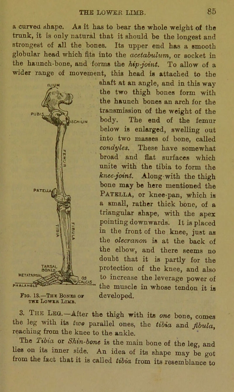 a curved .-shape. As it has to bear the whole weight of the trunk, it is only natural that it should be the longest and strongest of all the hones. Its upper end has a smooth globular head which fits into the acetabulum, or socket in the haunch-bone, and forma the hip-joint. To allow of a wider range of movement, this head is attached to the shaft- at an angle, and in this way the two thigh bones form with the haunch hones an arch for the transmission of the weight of the body. The end of the femur below is enlarged, swelling out into two masses of bone, called condyles. These have Bomewhat broad and flat surfaces which unite with the tibia to form the knee-joint. Along with the thigh bone may be here mentioned the Patella, or knee-pan, which is a small, rather thick hone, of a triangular shape, with the apex pointing downwards. It is placed in the front of the knee, just as the olecranon is at the back of the elbow, and there seems no doubt that it is partly for the protection of the knee, and also to increase the leverage power of the muscle in whose tendon it is Fio. IS.—Tbi Bonks ov developed. thx Lovtkr Limb. 3. The Leo.—After the thigh with its one bone, comes the leg with its two parallel ones, the tibia and fibula, reaching from the knee to the ankle. The Tibia or Shin-bone is the main bone of the leg, and lies on its inner side. An idea of its shape may be got from the fact that it is called tibia from its resemblance to