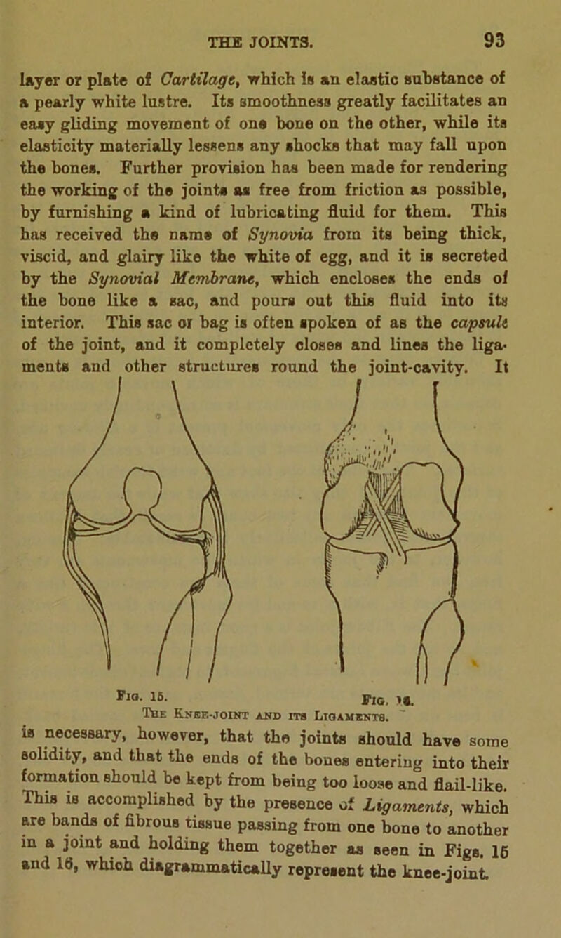 layer or plate of Cartilage, which Is an elastic substance of a pearly white lustre. Its smoothness greatly facilitates an easy gliding movement of one bone on the other, while its elasticity materially lessens any shocks that may fall upon the bones. Further provision has been made for rendering the working of the joints as free from friction as possible, by furnishing a kind of lubrioating fluid for them. This has received the name of Synovia from its being thick, viscid, and glairy like the white of egg, and it is secreted by the Synovial Membrane, which encloses the ends of the bone like a sac, and pours out this fluid into its interior. This sac oi bag is often spoken of as the capsule of the joint, and it completely closes and lines the liga- ments and other structures round the joint-cavity. It is necessary, however, that the joints should have some solidity, and that the ends of the bones entering into their formation should be kept from being too loose an°d flail-like. This is accomplished by the presence of Ligaments, which are bands of fibrous tissue passing from one bone to another in a joint and holding them together as seen in Figs. 16 and 16, which diagrammatically represent the knee-joint Fia. 16. Fig. is. Li<jament8. The Knee-joint and its