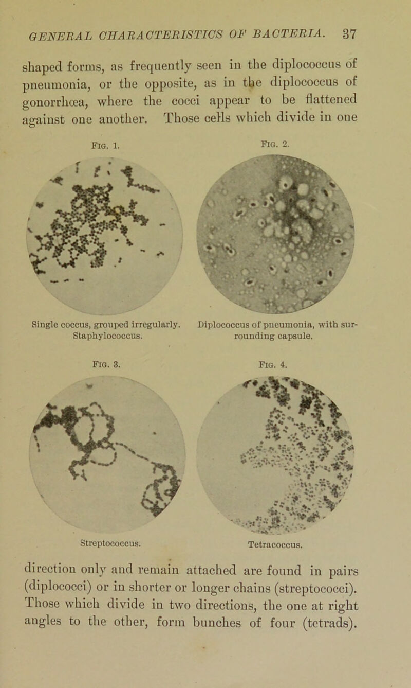 shaped forms, as frequently seen in the diplocoocus of pneumonia, or the opposite, as in the diplocoocus of gonorrhoea, where the cocci appear to be flattened against one another. Those cells which divide in one Single coccus, grouped irregularly. Staphylococcus. Diplocoocus of pneumonia, with sur- rounding capsule. Fig. 2. Fig. 3. Streptococcus. Fig. 4. direction only and remain attached are found in pairs (diplococci) or in shorter or longer chains (streptococci), those which divide in two directions, the one at right angles to the other, form bunches of four (tetrads).