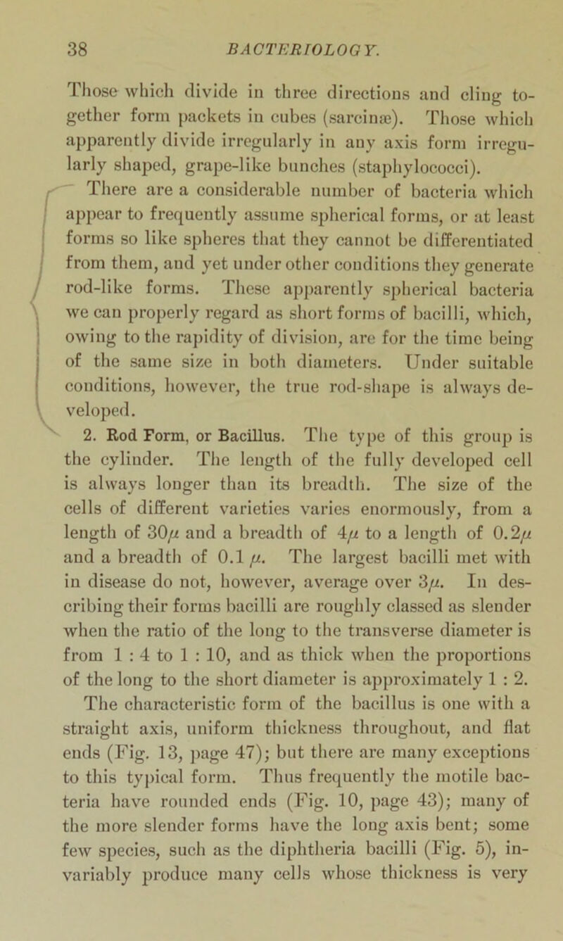 Those which divide in three directions and cling to- gether form packets in cubes (sarcinge). Those which apparently divide irregularly in any axis form irregu- larly shaped, grape-like bunches (staphylococci). There are a considerable number of bacteria which appear to frequently assume spherical forms, or at least forms so like spheres that they cannot be differentiated from them, and yet under other conditions they generate rod-like forms. These apparently spherical bacteria we can properly regard as short forms of bacilli, which, owing to the rapidity of division, are for the time being of the same size in both diameters. Under suitable conditions, however, the true rod-shape is always de- veloped. 2. Rod Form, or Bacillus. The type of this group is the cylinder. The length of the fully developed cell is always longer than its breadth. The size of the cells of different varieties varies enormously, from a length of 30/-/ and a breadth of 4// to a length of 0.2// and a breadth of 0.1 //. The largest bacilli met with in disease do not, however, average over 3//. In des- cribing their forms bacilli are roughly classed as slender when the ratio of the long to the transverse diameter is from 1 : 4 to 1 : 10, and as thick when the proportions of the long to the short diameter is approximately 1 : 2. The characteristic form of the bacillus is one with a straight axis, uniform thickness throughout, and flat ends (Fig. 13, page 47); but there are many exceptions to this typical form. Thus frequently the motile bac- teria have rounded ends (Fig. 10, page 43); many of the more slender forms have the long axis bent; some few species, such as the diphtheria bacilli (Fig. 5), in- variably produce many cells whose thickness is very