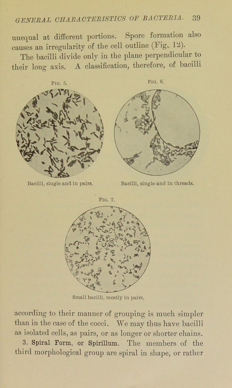 unequal at different portions. Spore formation also causes an irregularity of the cell outline (!' ig._ 1^)- The bacilli divide only in the plane perpendicular to their long axis. A classification, therefore, of bacilli Fig. 5. Fl<3- 6- Fig. 7. Small bacilli, mostly in pairs. according to their manner of grouping is much simpler than in the case of the cocci. We may thus have bacilli as isolated cells, as pairs, or as longer or shorter chains. 3. Spiral Form, or Spirillum. The members of the third morphological group are spiral in shape, or rather