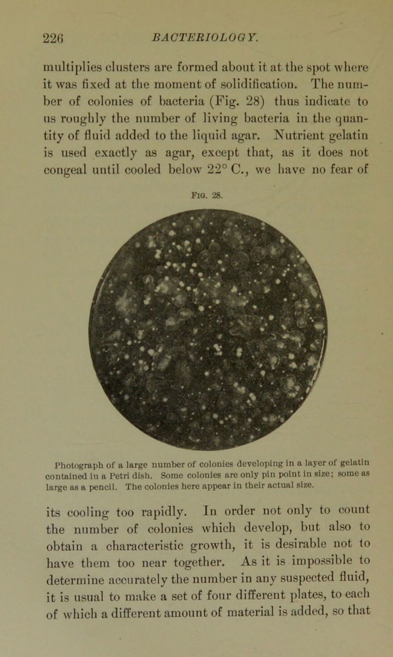 multiplies clusters are formed about it at the spot where it was fixed at the moment of solidification. The num- ber of colonies of bacteria (Fig. 28) thus indicate to us roughly the number of living bacteria in the quan- tity of fluid added to the liquid agar. Nutrient gelatin is used exactly as agar, except that, as it does not congeal until cooled below 22° C., we have no fear of Fig. 28. Photograph of a large number of colonies developing in a layer of gelatin contained iu a Petri dish. Some colonies arc only pin point in size; some as large as a pencil. The colonies here appear in their actual size. its cooling too rapidly. In order not only to count the number of colonies which develop, but also to obtain a characteristic growth, it is desirable not to have them too near together. As it is impossible to determine accurately the number in any suspected fluid, it is usual to make a set of four different plates, to each of which a different amount of material is added, so that