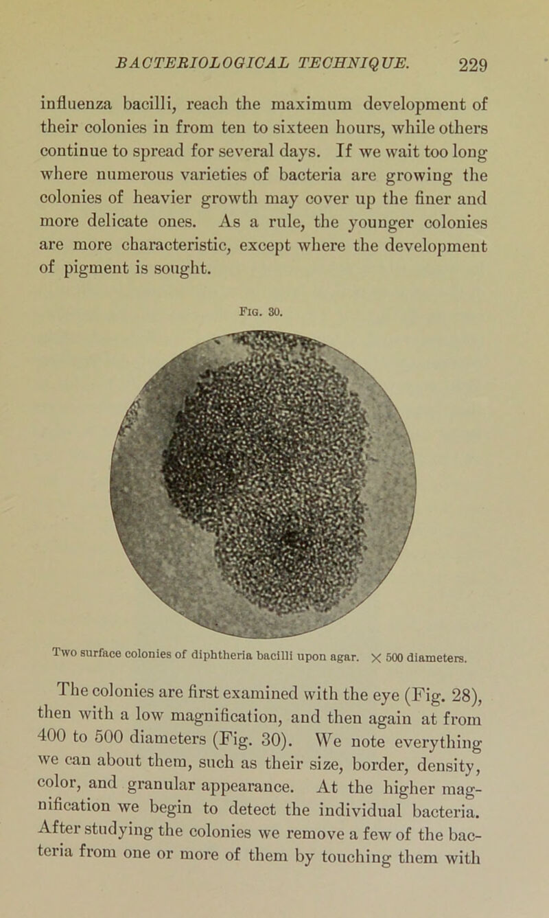 influenza bacilli, reach the maximum development of their colonies in from ten to sixteen hours, while others continue to spread for several days. If we wait too long where numerous varieties of bacteria are growing the colonies of heavier growth may cover up the finer and more delicate ones. As a rule, the younger colonies are more characteristic, except where the development of pigment is sought. Fig. 30. Two surface colonies of diphtheria bacilli upon agar. X 500 diameters. The colonies are first examined with the eye (Fig. 28), then with a low magnification, and then again at from 400 to 500 diameters (Fig. 30). We note everything we can about them, such as their size, border, density, color, and granular appearance. At the higher mag- nification we begin to detect the individual bacteria. After studying the colonies we remove a few of the bac- teiia from one or more of them by touching them with