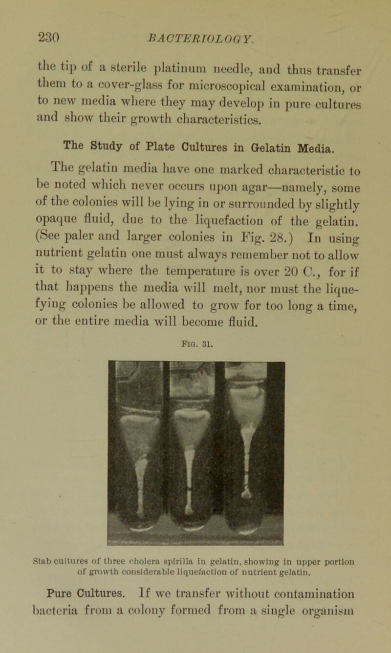 the tip of a sterile platinum needle, and thus transfer them to a cover-glass for microscopical examination, or to new media where they may develop in pure cultures and show their growth characteristics. The Study of Plate Cultures in Gelatin Media. The gelatin media have one marked characteristic to be noted which never occurs upon agar—namely, some of the colonies will be lying in or surrounded by slightly opatpie fluid, due to the liquefaction of the gelatin. (See paler and larger colonies in Fig. 28.) In using nutrient gelatin one must always remember not to allow it to stay where the temperature is over 20 C., for if that happens the media will melt, nor must the lique- fying colonies be allowed to grow for too long a time, or the eutire media will become fluid. Fig. 31. Slab cultures of three cholera spirilla in gelatin, showing in upper portion of growth considerable liquefaction of nutrient gelatin. Pure Cultures. If we transfer without contamination bacteria from a colony formed from a single organism