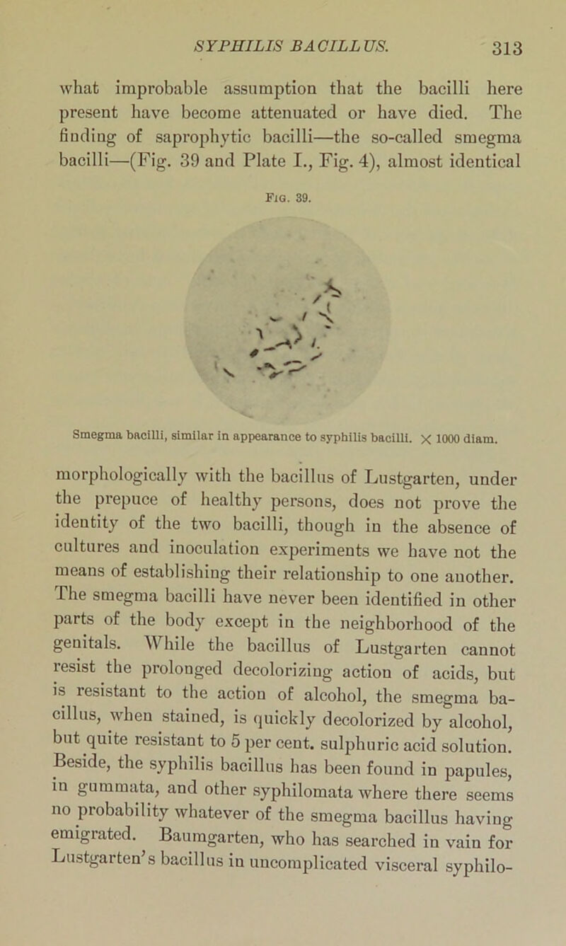 what improbable assumption that the bacilli here present have become attenuated or have died. The finding of saprophytic bacilli—the so-called smegma bacilli—(Fig. 39 and Plate I., Fig. 4), almost identical Fig. 39. Smegma bacilli, similar in appearance to syphilis bacilli. X 1000 diam. morphologically with the bacillus of Lustgarten, under the prepuce of healthy persons, does not prove the identity of the two bacilli, though in the absence of cultures and inoculation experiments we have not the means of establishing their relationship to one another. The smegma bacilli have never been identified in other parts of the body except in the neighborhood of the genitals. A\ bile the bacillus of Lustgarten cannot resist the prolonged decolorizing action of acids, but is resistant to the action of alcohol, the smegma ba- cillus, when stained, is quickly decolorized by alcohol, but quite resistant to 5 per cent, sulphuric acid solution. Beside, the syphilis bacillus has been found in papules, in gummata, and other syphilomata where there seems no probability whatever of the smegma bacillus having emigiatcd. Baumgarten, who has searched in vain for Lustgaiten s bacillus in uncomplicated visceral syphilo-