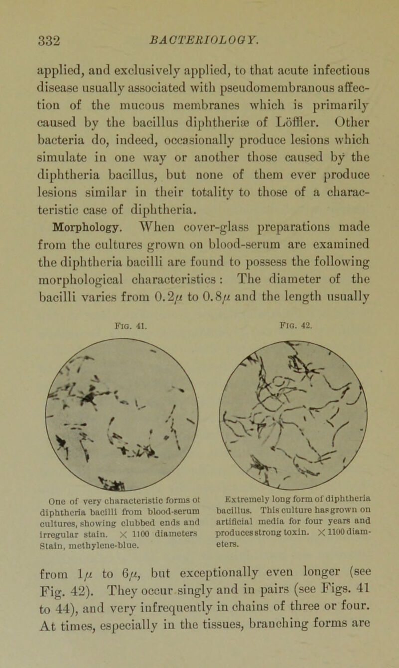 applied, and exclusively applied, to that acute infectious disease usually associated with pseudomembranous affec- tion of the mucous membranes which is primarily caused by the bacillus diphtherise of Loftier. Other bacteria do, indeed, occasionally produce lesions which simulate in one way or another those caused by the diphtheria bacillus, but none of them ever produce lesions similar in their totality to those of a charac- teristic case of diphtheria. Morphology. When cover-glass preparations made from the cultures grown on blood-serum are examined the diphtheria bacilli are found to possess the following morphological characteristics: The diameter of the bacilli varies from 0.2// to 0.8// and the length usually Fig. 41. One of very characteristic forms oi diphtheria bacilli from blood-serum cultures, showing clubbed ends and irregular stain. X 1100 diameters Stain, methylene-blue. Fio. 42. Extremely long form of diphtheria bacillus. This culture has grown on artificial media for four years and produces strong toxin. X1100 diam- eters. from I// to 6/2, but exceptionally even longer (see Fig. 42). They occur singly and in pairs (see Figs. 41 to 44), and very infrequently in chains of three or four. At times, especially in the tissues, branching forms are