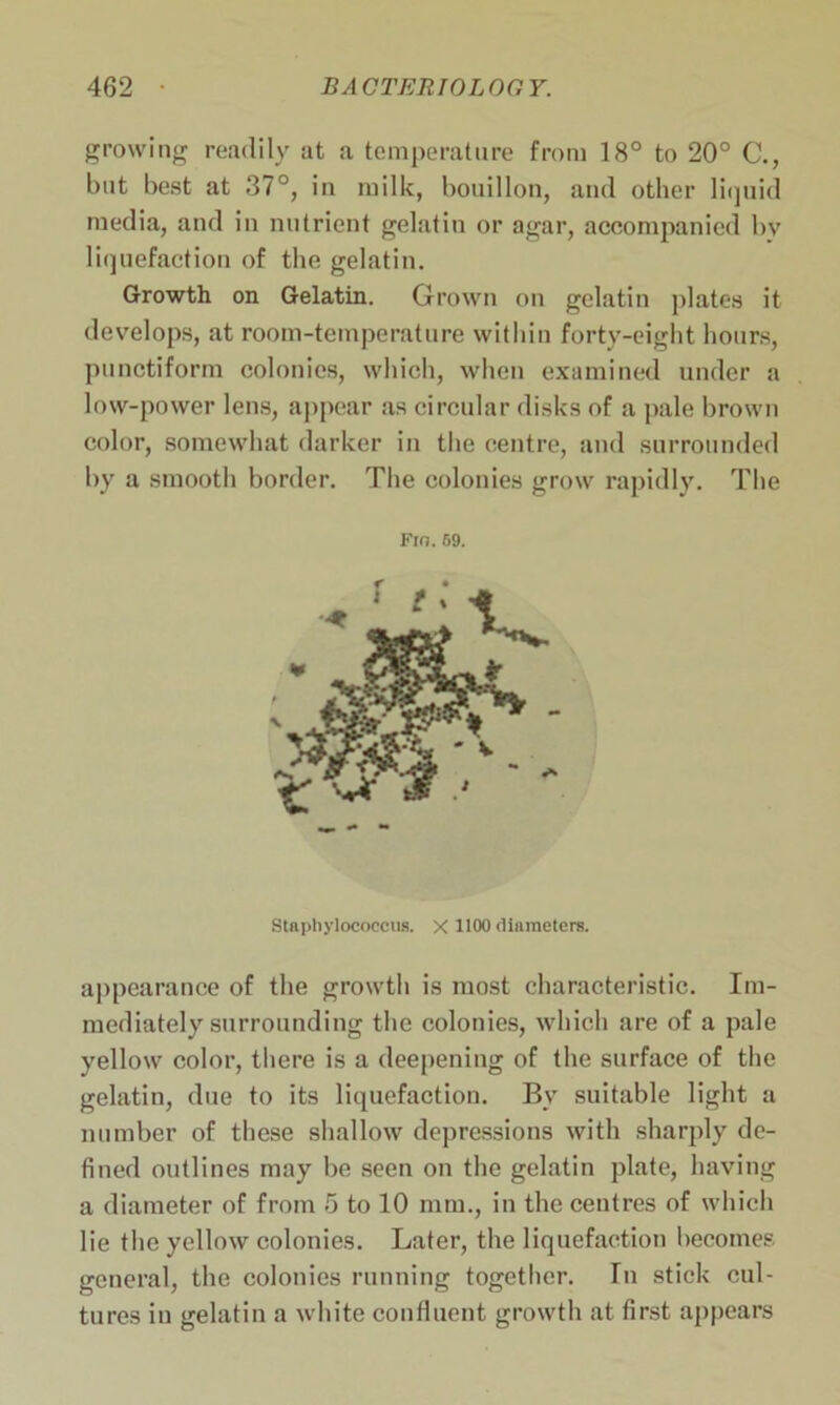 growing readily at a temperature from 18° to 20° C., but best at 37°, in milk, bouillon, and other liquid media, and in nutrient gelatin or agar, accompanied bv liquefaction of the gelatin. Growth on Gelatin. Grown on gelatin plates it develops, at room-temperature within forty-eight hours, punctiform colonies, which, when examined under a low-power lens, appear as circular disks of a pale brown color, somewhat darker in the centre, and surrounded by a smooth border. The colonies grow rapidly. The FlO. 59. Staphylococcus. X 1100 diameters. appearance of the growth is most characteristic. Im- mediately surrounding the colonies, which are of a pale yellow color, there is a deepening of the surface of the gelatin, due to its liquefaction. By suitable light a number of these shallow depressions with sharply de- fined outlines may be seen on the gelatin plate, having a diameter of from 5 to 10 nun., in the centres of which lie the yellow colonies. Later, the liquefaction becomes general, the colonies running together. In stick cul- tures in gelatin a white confluent growth at first appears