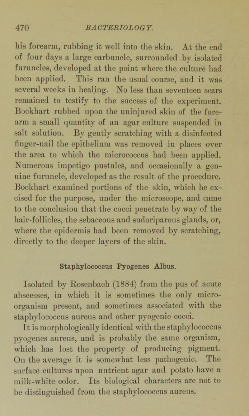 his forearm, rubbing it well into the skin. At the end of four days a large carbuncle, surrounded by isolated furuncles, developed at the point where the culture had been applied. This ran the usual course, and it was several weeks in healing. No less than seventeen scars remained to testify to the success of the experiment. Bockhart rubbed upon the uninjured skin of the fore- arm a small quantity of an agar culture suspended in salt solution. By gently scratching with a disinfected finger-nail the epithelium was removed in places over the area to which the micrococcus had been applied. Numerous impetigo pustules, and occasionally a gen- uine furuncle, developed as the result of the procedure. Bockhart examined portions of the skin, which he ex- cised for the purpose, under the microscope, and came to the conclusion that the cocci penetrate by way of the hair-follicles, the sebaceous and sudoriparous glands, or, where the epidermis had been removed by scratching, directly to the deeper layers of the skin. Staphylococcus Pyogenes Albus. Isolated by Rosenbach (1884) from the pus of acute abscesses, in which it is sometimes the only micro- organism present, and sometimes associated with the staphylococcus aureus and other pyogenic cocci. It is morphologically identical with the staphylococcus pyogenes aureus, and is probably the same organism, which has lost the property of producing pigment. On the average it is somewhat less pathogenic. The surface cultures upon nutrient agar and potato have a milk-white color. Its biological characters are not to be distinguished from the staphylococcus aureus.