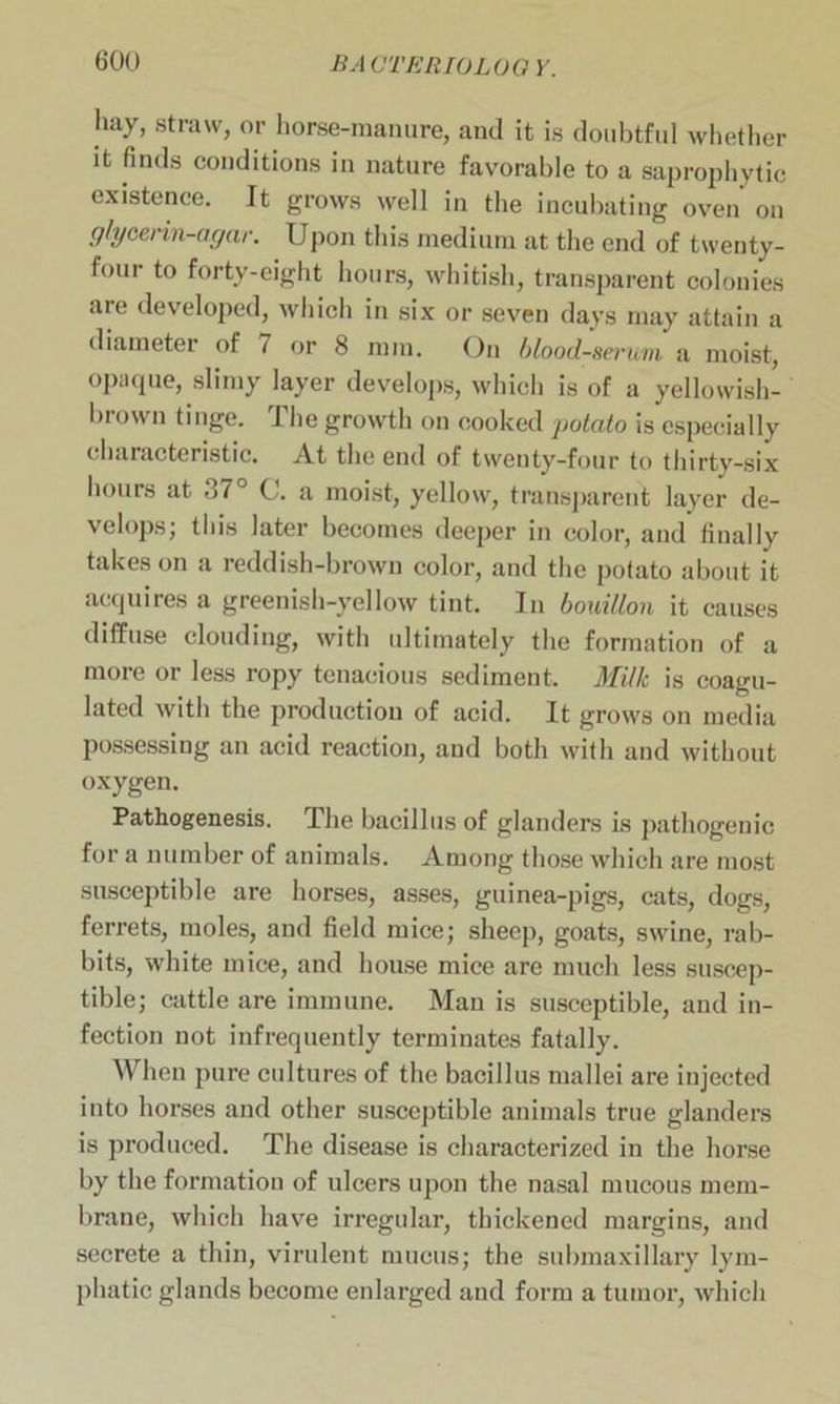 hay, straw, or horse-manure, and it is doubtful whether it finds conditions in nature favorable to a saprophytic existence. It grows well in the incubating oven on glycerin-agar. Upon this medium at the end of twenty- four to forty-eight hours, whitish, transparent colonies are developed, which in six or seven days may attain a diameter of 7 or 8 mm. On blood-serum a moist, opaque, slimy layer develops, which is of a yellowish- brown tinge. The growth on cooked potato is especially characteristic. At the end of twenty-four to thirty-six hours at 87° C. a moist, yellow, transparent layer de- velops; this later becomes deeper in color, and finally takes on a reddish-brown color, and the potato about it acquires a greenish-yellow tint. In bouillon it causes diffuse clouding, with ultimately the formation of a more or less ropy tenacious sediment. Milk is coagu- lated with the production of acid. It grows on media possessing an acid reaction, and both with and without oxygen. Pathogenesis. The bacillus of glanders is pathogenic for a number of animals. Among those which are most susceptible are horses, asses, guinea-pigs, cats, dogs, ferrets, moles, and field mice; sheep, goats, swine, rab- bits, white mice, and house mice are much less suscep- tible; cattle are immune. Man is susceptible, and in- fection not infrequently terminates fatally. When pure cultures of the bacillus mallei are injected into horses and other susceptible animals true glanders is produced. The disease is characterized in the horse by the formation of ulcers upon the nasal mucous mem- brane, which have irregular, thickened margins, and secrete a thin, virulent mucus; the submaxillary lym- phatic glands become enlarged and form a tumor, which