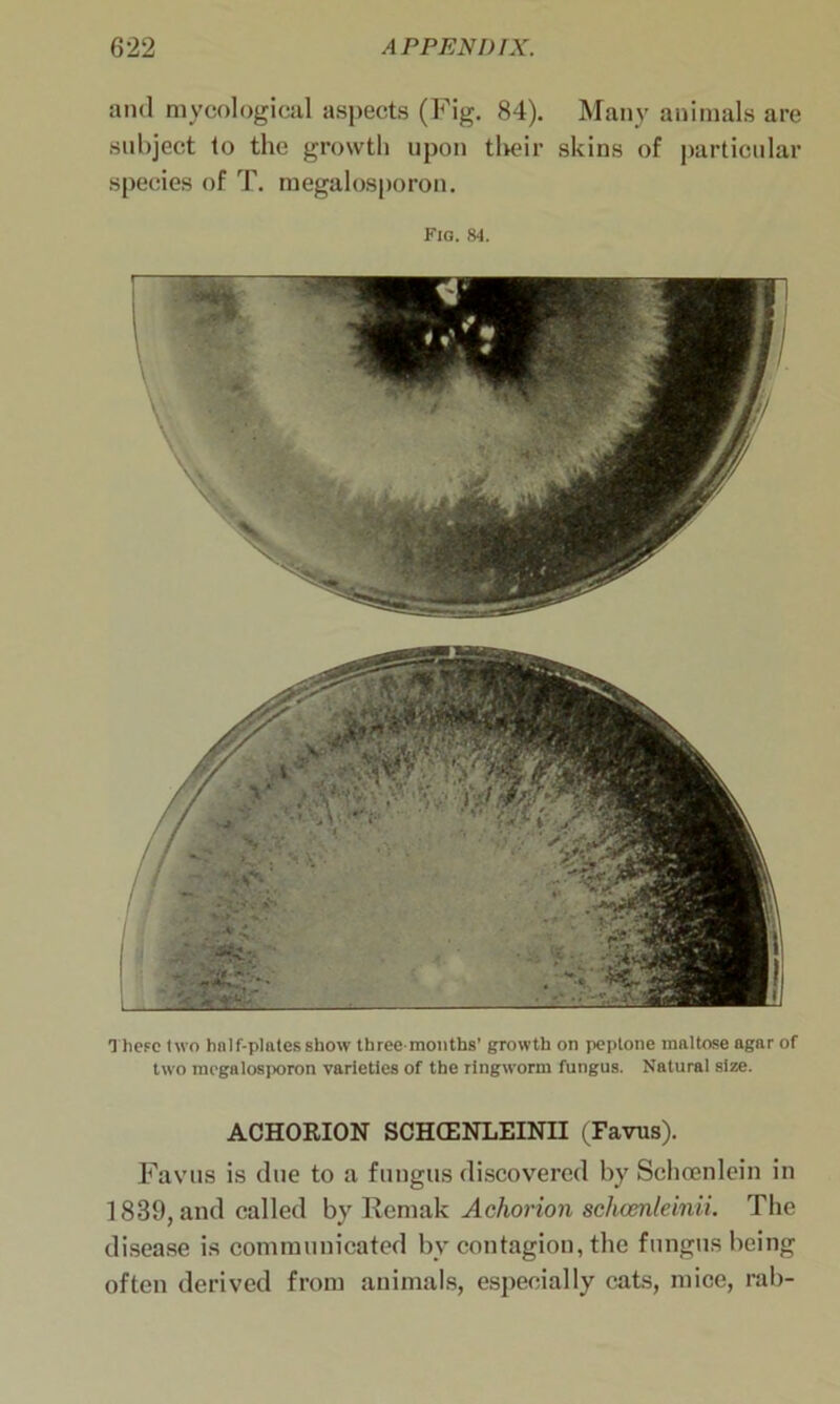 and mycological aspects (Fig. 84). Many animals are subject to the growth upon their skins of particular speeies of T. megalosporon. Fig. 84. 1 heFC two half-plates show three months' growth on peptone maltose agar of two megalosporon varieties of the ringworm fungus. Natural size. ACHORION SCHCENLEINII (Favus). Favus is due to a fungus discovered by Schoenlein in 1839, and called by Rennik A chorion schcenleinii. The disease is communicated bv contagion, the fungus being often derived from animals, especially cats, mice, rab-