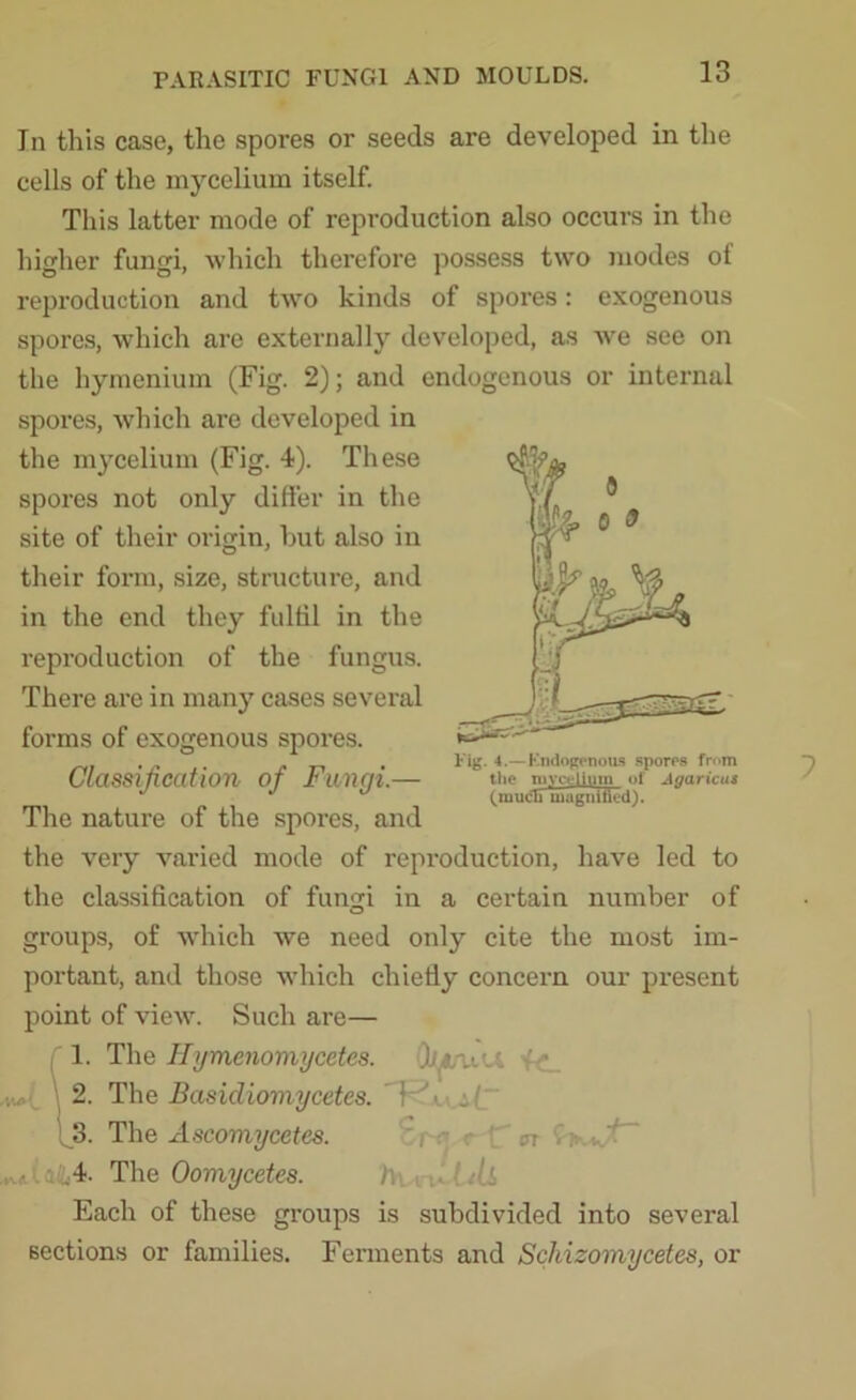 In this case, the spores or seeds are developed in the cells of the mycelium itself. This latter mode of reproduction also occurs in the higher fungi, which therefore possess two modes ol reproduction and two kinds of spores: exogenous spores, which are externally developed, as wre see on the hymenium (Fig. 2); and endogenous or internal spores, which are developed in the mycelium (Fig. 4). These spores not only differ in the site of their origin, hut also in their form, size, structure, and in the end they fulfil in the reproduction of the fungus. There are in many cases several forms of exogenous spores. Classification of Fungi.— The nature of the spores, and the very varied mode of reproduction, have led to the classification of fungi in a certain number of groups, of which we need only cite the most im- portant, and those which chiefly concern our present point of view. Such are— 1. The Hymenomycetes. Wu 2. The Basiclioviycetes. ’ _! 3. The Ascomycetes. .4. The Oomycetes. h Each of these groups is subdivided into several sections or families. Ferments and Schizomycetes, or Fig. 4.—Endogenous spores from the mycelium of Agaricus (much magnified).