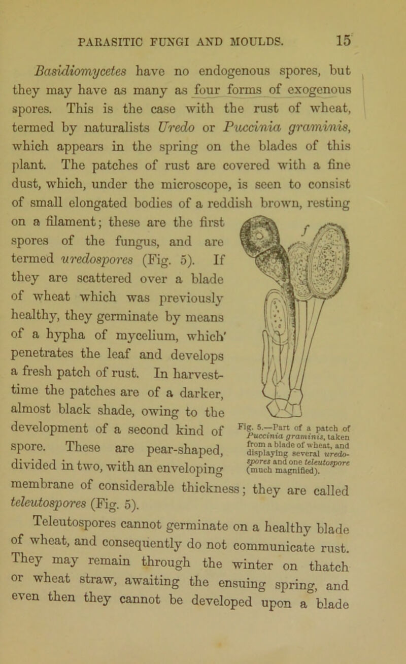 Basidiomycetes have no endogenous spores, but they may have as many as four forms of exogenous spores. This is the case with the rust of wheat, termed by naturalists Uredo or Puccinia graminis, which appears in the spring on the blades of this plant. The patches of rust are covered with a fine dust, which, under the microscope, is seen to consist of small elongated bodies of a reddish brown, resting on a filament; these are the first spores of the fungus, and are termed uredospores (Fig. 5). If they are scattered over a blade of wheat which was previously healthy, they germinate by means of a hypha of mycelium, which' penetrates the leaf and develops a fresh patch of rust. In harvest- time the patches are of a darker, almost black shade, owing to the development of a second kind of spore. These are pear-shaped, divided in two, with an enveloping membrane of considerable thickness; they are called teleutospores (Fig. 5). Teleutospores cannot germinate on a healthy blade of wheat, and consequently do not communicate rust. They may remain through the winter on thatch or wheat straw, awaiting the ensuing spring, and even then they cannot be developed upon a blade Fig. 5.-—Part of a patch of Puccinia graminis, taken from a blade of wheat, and displaying several uredo- spores and one teleutospore (much magnified).