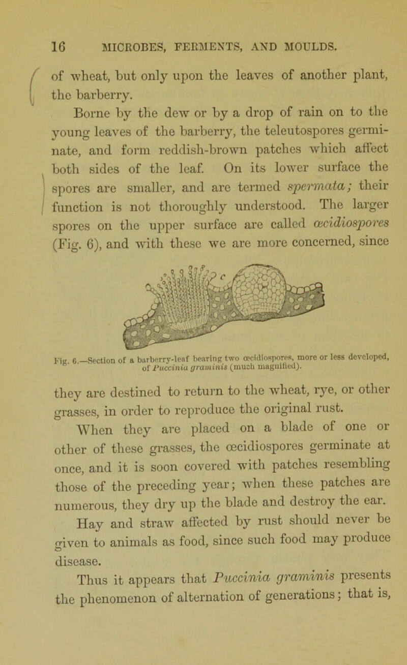 of wheat, but only upon the leaves of another plant, the barberry. Borne by the dew or by a drop of rain on to the young leaves of the barberry, the teleutospores germi- nate, and form reddish-brown patches which affect both sides of the leaf. On its lower surface the spores are smaller, and are termed spermata; their function is not thoroughly understood. The larger spores on the upper surface are called cccidiospores (Fig. 6), and with these we are more concerned, since Fie 6 —Section of a barberry-lenf bearing two cecidiospores, more or less developed, of Puccinia graminis (much magnified). they are destined to return to the wheat, rye, or other grasses, in order to reproduce the original rust. When they are placed on a blade of one or other of these grasses, the oecidiospores germinate at once, and it is soon covered with patches resembling those of the preceding year; when these patches are numerous, they dry up the blade and destroy the ear. Hay and straw affected by rust should never be rriven to animals as food, since such food may pioduce t5 disease. Thus it appears that Puccinia graminis presents the phenomenon of alternation of generations; that is,