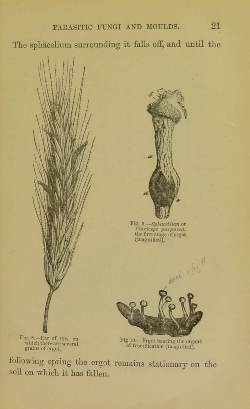 The spliacelium surrounding I- ip. 8.—Ear of rye, on which there are several grains of ergot. following spring the ergot soil on which it has fallen. it falls off, and until the Fig. 9.—Sphaeelium or Claviceps purpurea, the first stage of ergot (magnified). Fig 10.—Ergot bearing the organs of fructification (magnified). remains stationary on the