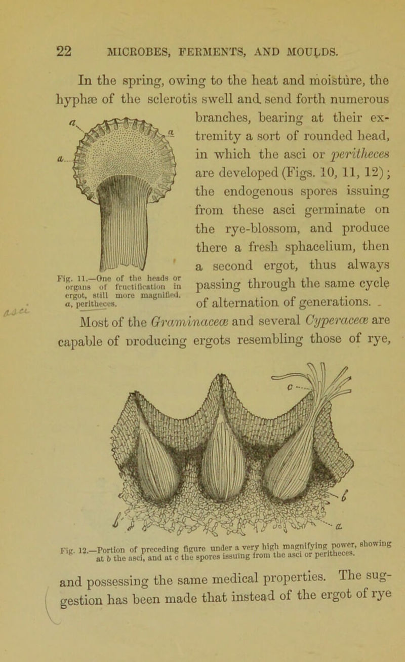 In the spring, owing to the heat and moisture, the hyphse of the selerotis swell and send forth numerous branches, bearing at their ex- tremity a sort of rounded head, in which the asci or peritheces are developed (Figs. 10, 11, 12); the endogenous spores issuing from these asci germinate on the rye-blossom, and produce there a fresh sphacelium, then a second ergot, thus always passing through the same cycle of alternation of generations. . Most of the Graminacece and several Cyperacece are capable of nroducing ergots resembling those of rye. Fig. 11.—One of the heads or organs of fructification in ergot, still more magnified. a, peritheces. •ig. 12.—Portion of preceding figure under a very high ma^lfylng wwer. showing ^ at b the asci, and at c the spores issuing irom the asci or peritheces. and possessing the same medical properties. The sug- gestion has been made that instead of the ergot of lye