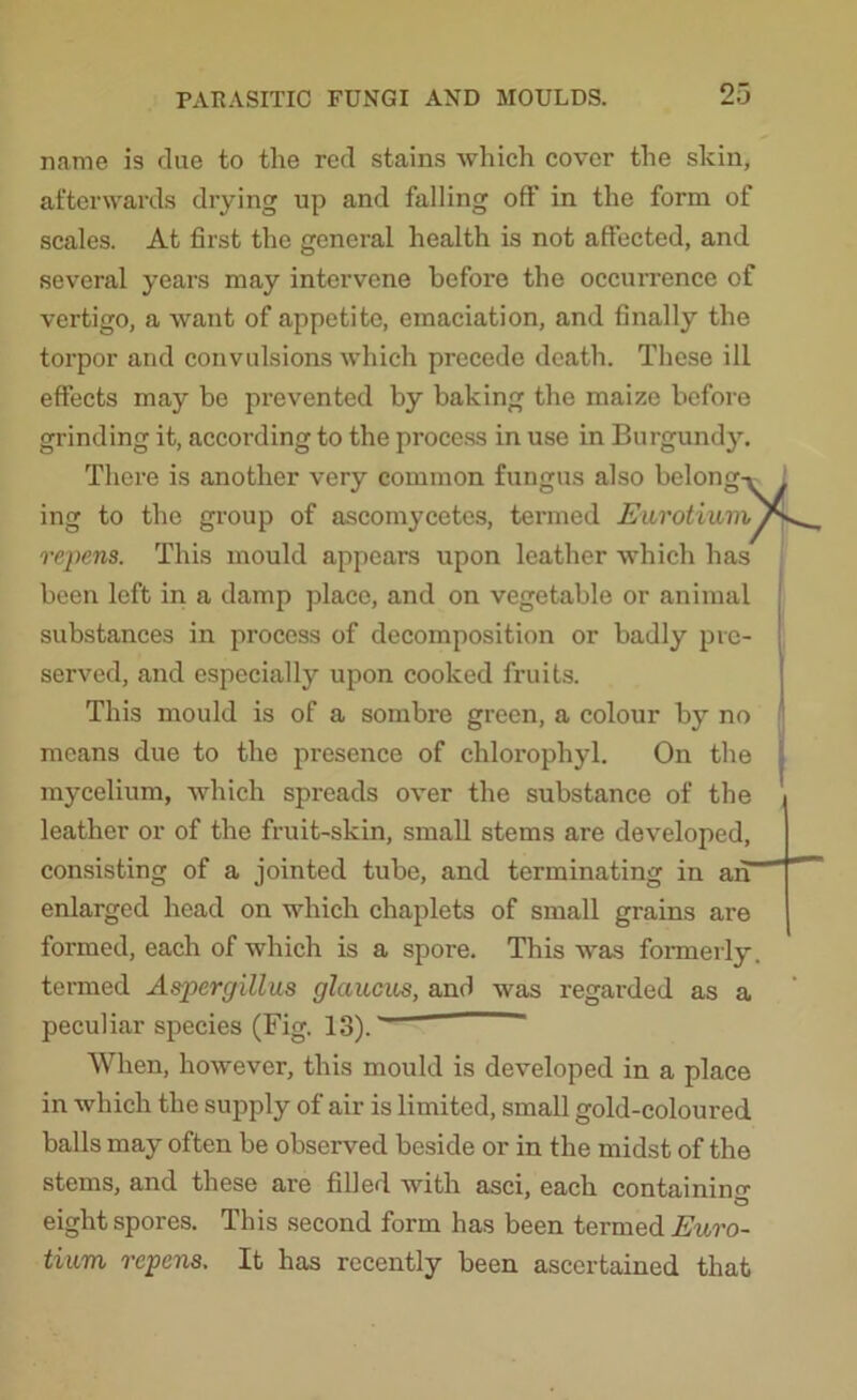 name is due to the red stains which cover the skin, afterwards drying up and falling off in the form of scales. At first the general health is not affected, and several years may intervene before the occurrence of vertigo, a want of appetite, emaciation, and finally the torpor and convulsions which precede death. These ill effects may be prevented by baking the maize before grinding it, according to the process in use in Burgundy. There is another very common fungus also belong-^ l ing to the group of ascomycetes, termed Eurotiumf\ repens. This mould appears upon leather which has been left in a damp place, and on vegetable or animal substances in process of decomposition or badly pre- served, and especially upon cooked fruits. This mould is of a sombre green, a colour by no means due to the presence of chlorophyl. On the mycelium, which spreads over the substance of the leather or of the fruit-skin, small stems are developed, consisting of a jointed tube, and terminating in an “ enlarged head on which chaplets of small grains are formed, each of which is a spore. This was formerly, termed Aspergillus glaums, and was regarded as a peculiar species (Fig. 13). ' When, however, this mould is developed in a place in which the supply of air is limited, small gold-coloured balls may often be observed beside or in the midst of the stems, and these are filled with asci, each containing eight spores. This second form has been termed Euro- tiurn repens. It has recently been ascertained that
