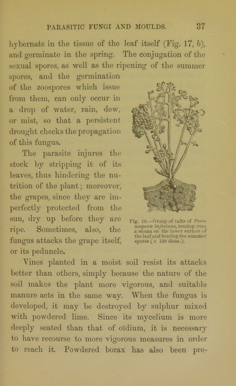 hybernate in the tissue of the leaf itself (Fig. 17, b), and germinate in the spring. The conjugation of the sexual spores, as well as the ripening of the summer spores, and the germination of the zoospores which issue from them, can only occur in a drop of water, rain, dew, or mist, so that a persistent drought checks the propagation of this fungus. The parasite injures the stock by stripping it of its leaves, thus hindering the nu- trition of the plant; moreover, the grapes, since they are im- perfectly protected from the sun, dry up before they are ripe. Sometimes, also, the fungus attacks the grape itself, or its peduncle. Vines planted in a moist soil resist its attacks better than others, simply because the nature of the soil makes the plant more vigorous, and suitable manure acts in the same way. When the fungus is developed, it may be destroyed by sulphur mixed with powdered lime. Since its mycelium is more deeply seated than that of oi'dium, it is necessary to have recourse to more vigorous measures in order to reach it. Powdered borax has also been pre- Fig. 18.—firoup of tufts of f*ero- nospora infest a ns, issuing irom a stoma on the lower surface of the leaf and bearing the summer spores (x 120 diarn.).