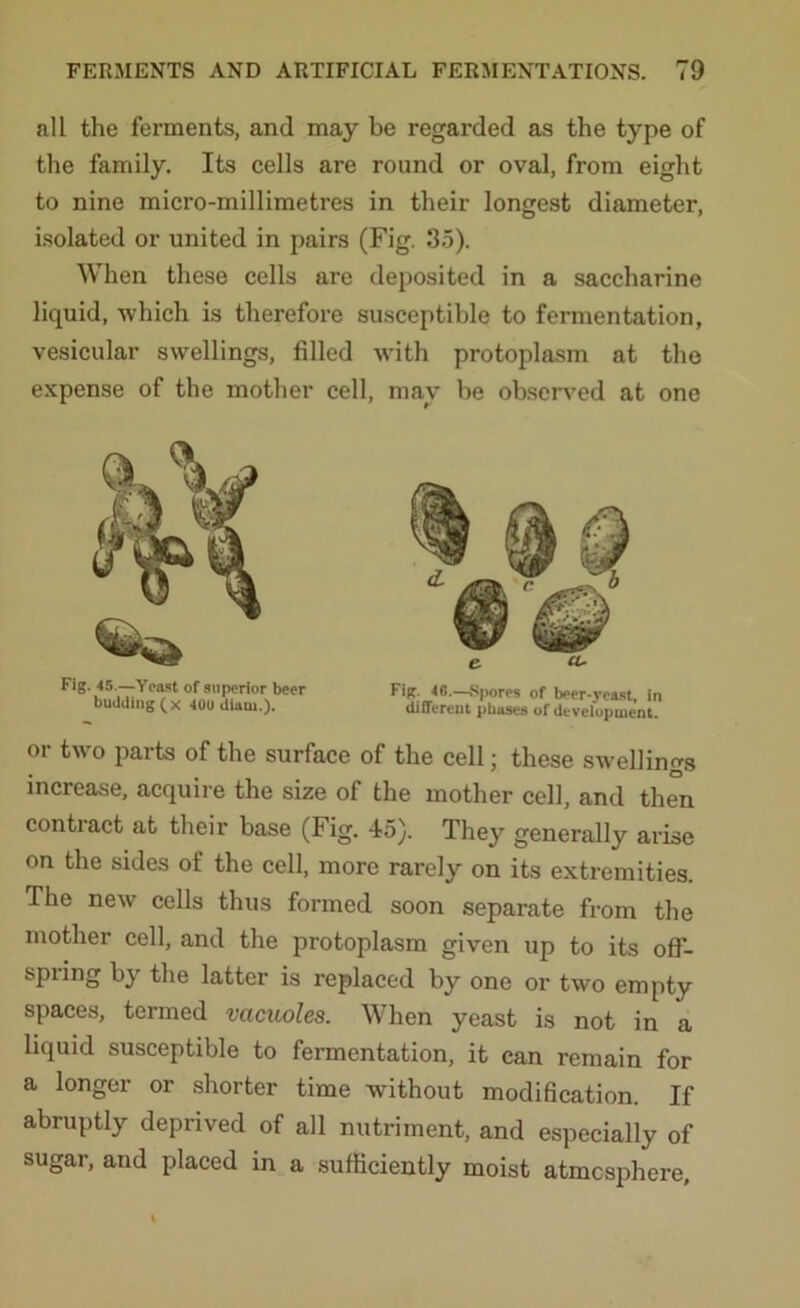 all the ferments, and may be regarded as the type of the family. Its cells are round or oval, from eight to nine micro-millimetres in their longest diameter, isolated or united in pairs (Fig. 35). When these cells are deposited in a saccharine liquid, which is therefore susceptible to fermentation, vesicular swellings, filled with protoplasm at the expense of the mother cell, may be observed at one or two parts of the surface of the cell; these swellings increase, acquire the size of the mother cell, and then contract at their base (Fig. 45). They generally arise on the sides of the cell, more rarely on its extremities. The new cells thus formed soon separate from the mother cell, and the protoplasm given up to its off- spting bj the latter is replaced by one or two empty spaces, termed vacuoles. When yeast is not in a liquid susceptible to fermentation, it can remain for a longer or shorter time without modification. If abruptly deprived of all nutriment, and especially of sugar, and placed in a sufficiently moist atmosphere. Fig. 45.—Yeast of superior beer budding (x 40U diaui.). Fig. 46.—Spores of beer-yeast, in different phases of development.