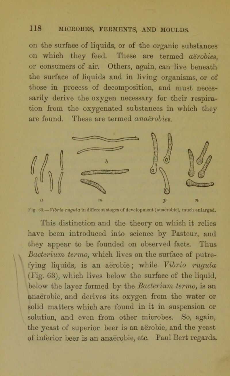 on the surface of liquids, or of the organic substances on which they feed. These are termed aerobiea, or consumers of air. Others, again, can live beneath the sui-face of liquids and in living organisms, or of those in process of decomposition, and must neces- sarily derive the oxygen necessary for their respira- tion from the oxygenated substances in which they are found. These are termed anaerobies. a m p n Fig. 63.— Vibrio rugula in different stages of development (anaerobie), much enlarged. This distinction and the theory on which it relies have been introduced into science by Pasteur, and they appear to be founded on observed facts. Thus Bacterium termo, which lives on the surface of putre- fying liquids, is an aerobie; while Vibrio rugula (Fig. 63), which lives below the surface of the liquid, below the layer formed by the Bacterium termo, is an anaerobie, and derives its oxygen from the water or solid matters which are found in it in suspension or solution, and even from other microbes. So, again, the yeast of superior beer is an aerobie, and the yeast of inferior beer is an anaerobie, etc. Paul Bert regards.