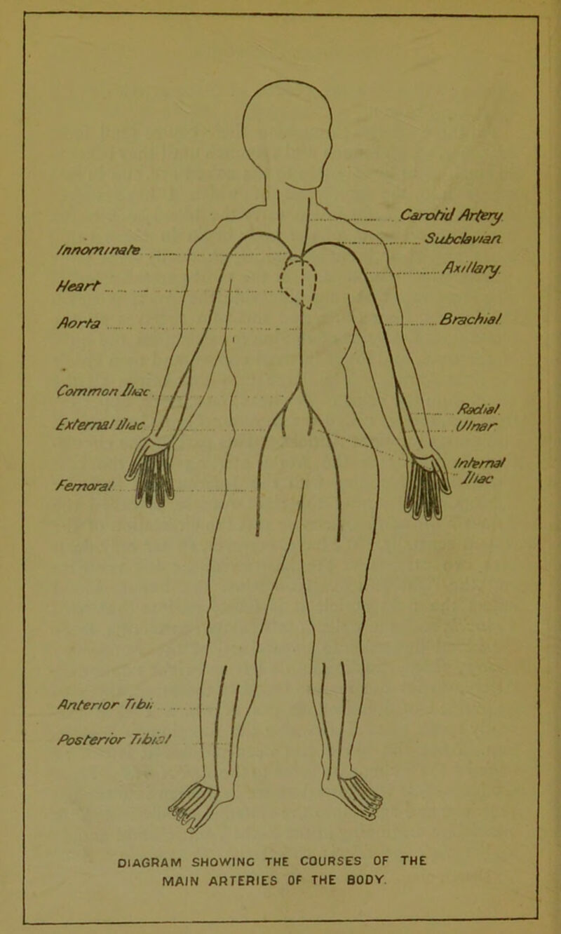 DIAGRAM SHOWINC THE COURSES OF THE MAIN ARTERIES OF THE BODY