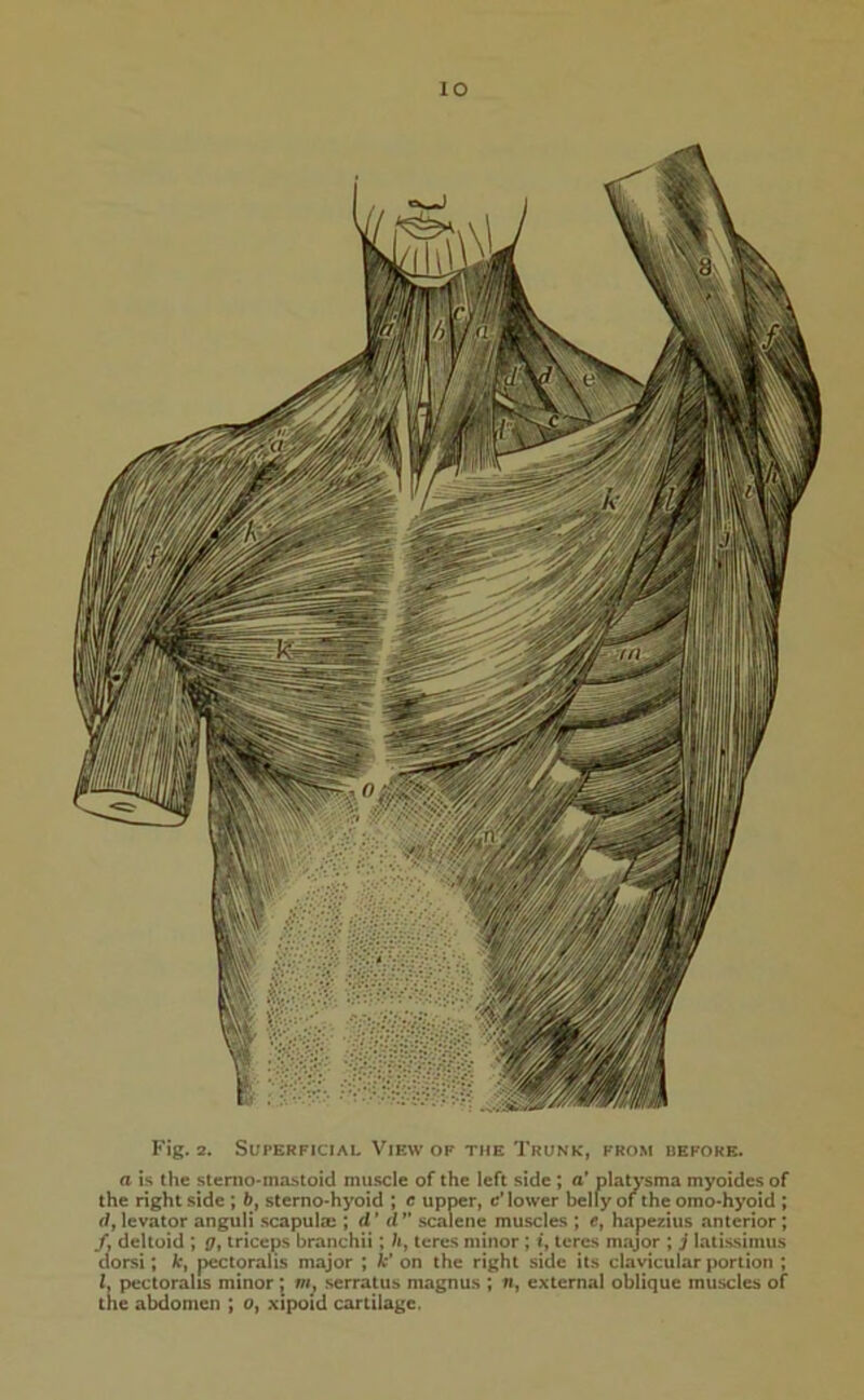 IO Fig. 2. Superficial View of the Trunk, from before. a is the stertio-mastoid muscle of the left side ; a’ platysma myoides of the right side ; b, sterno-hyoid ; c upper, c’ lower belly or the omo-hyoid ; rf, levator anguli scapulae ; d* d ” scalene muscles ; e, hapezius anterior ; /, deltoid ; g, triceps branchii; lit teres minor ; i, teres major ; j latissiinus dorsi; k, pectoralis major ; k' on the right side its clavicular portion ; 1, pectoralis minor ; m} serratus magnus ; «, external oblique muscles of the abdomen ; o, xipoid cartilage.