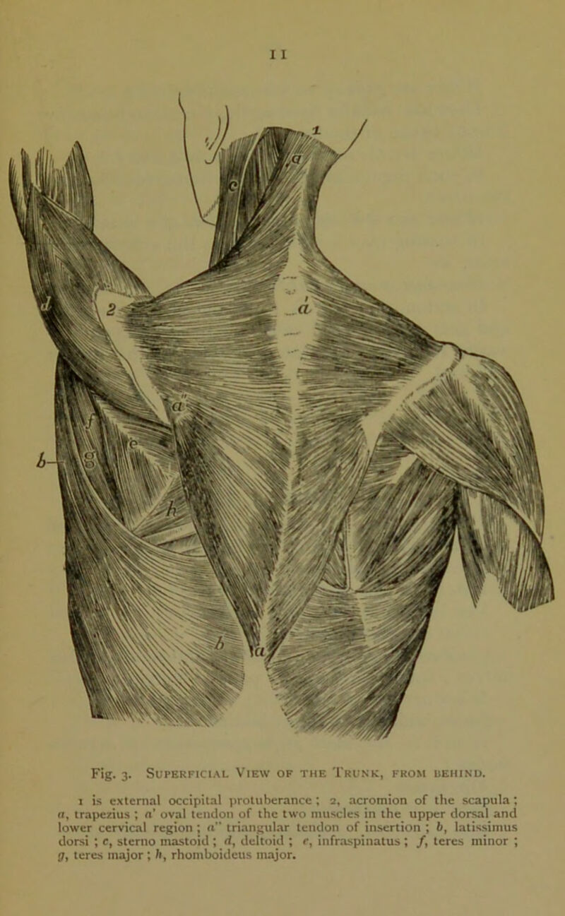 Fig. 3. Superficial View of the Trunk, from behind. 1 is external occipital protuberance; 2, acromion of the scapula; a, trapezius ; «’ oval tendon of the two muscles in the upper dorsal and lower cervical region ; a triangular tendon of insertion ; b, latissimus dorsi ; c, sterno mastoid ; d, deltoid ; r, infraspinatus ; /, teres minor ; <7, teres major ; hf rhomboideus major.