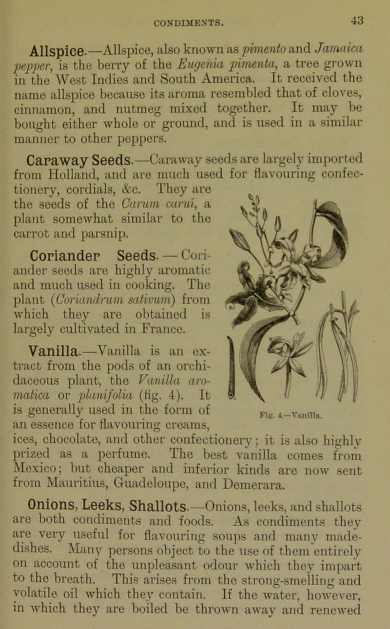 Allspice.—Allspice, also known as pimento and Jamaica pepper, is the berry of the Eugenia pimenta, a tree grown in the West Indies and South America. It received the name allspice because its aroma resembled that of cloves, cinnamon, and nutmeg mixed together. It may be bought either whole or ground, and is used in a similar manner to other peppers. Caraway Seeds.—Caraway seeds arc largely imported from Holland, and are much used for flavouring confec- tionery, cordials, &c. They are the seeds of the Carum curui, a plant somewhat similar to the carrot and parsnip. Coriander Seeds. — Cori- ander seeds are highly aromatic and much used in cooking. The plant (Coriandnim sativum) from which they are obtained is largely cultivated in France. Vanilla.—Vanilla is an ex- tract from the pods of an orchi- daceous plant, the Vanilla aro- matica or planifolia (tig. 4). It is generally used in the form of an essence for flavouring creams, ices, chocolate, and other confectionery; it is also highlv prized as a perfume. The best vanilla comes from Mexico; but cheaper and inferior kinds are now sent from Mauritius, Guadeloupe, and Demerara. Onions, Leeks, Shallots. —Onions, leeks, and shallots are both condiments and foods. As condiments they are very useful for flavouring soups and many made- dishes. Many persons object to the use of them entirely on account of the unpleasant odour which they impart to the breath. This arises from the strong-smelling and volatile oil which they contain. If the water, however, in which they are boiled be thrown away and renewed