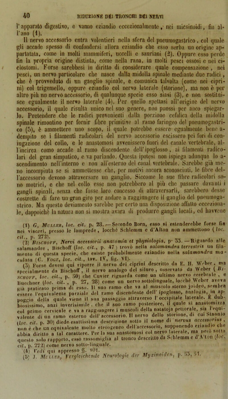 1’ apparato digestivo, e vanno eziandio eccezionalmente, nei micsinoidi, fin al* l’ano (1). 11 nervo accessorio entra volentieri nella sfera del pnenmogastrico , col (piale gli accade spesso di confondersi allora eziandio che esso serba un origine ap- partatala, come in molli mammiferi, uccelli c saunani (2). Oppure esso perde (in la propria origine distinta, come nella rana, in molti pesci ossosi e nei ci- closlomi. Forse sarebbesi in diritto di considerare quale compensazione , nei pesci, un nervo particolare che nasce dalla midolla spinale mediante due radici, che è provveduto di un ganglio spinale, e comunica talvolta (come nei cipri- ni) col trigemello, oppure eziandio col nervo laterale (storione), ma non è per altro più un nervo accessorio, di qualunque specie esso siasi (3), e non sostitui- sce egualmente il nervo laterale (4). Per quello spettasi all’origine del nervo accessorio, il quale risulta unico nel suo genere, non puossi per anco spiegar- lo. Pretendere che le radici provenienti dalla porzione cefalica della midolla spinale rimontino per fornir fibre primitive al ramo faringeo del pneumogastri- co (5), è ammettere uno scopo, il quale potrebbe essere egualmente bene a- dempito se i filamenti radicolari del nervo accessorio escissero pei fori di con- iugazione del collo, e le anastomosi avvenissero fuori del canale vertebrale, al- l'incirca corno accade al ramo discendente dell’ ipoglosso, ai filamenti radico- lari del gran simpatico, c va parlando. Questa ipotesi non ispiega adunque lo a- scendimento nell’interno e non all’esterno del canal vertebrale. Sarebbe già me- no incompiuta se si ammettesse che, per motivi ancora sconosciuti, le fibre del- l’accessorio devono attraversare un ganglio. Siccome le sue libre radicolari so- no motrici, c che nel collo esse non potrebbero al più che passare davanti i gangli spinali, senza che fosse loro concesso di attraversarli, sarebbero desse costrette di fare un gran giro per andare a raggiungere il ganglio del pneumoga- strico. Ma questo deviamento sarebbe per certo una disposizione affatto ecceziona- le, dappoiché lunatura non si mostra avara di produrre gangli locali, ed havvene (1) G, Muli.br, toc. cit. p. 28. —Seeomto Born, esso si estenderebbe forse fin nei visceri, presso le lamprede, loceliè Schierimi e d’Allon non ammettono (toc. cit., p. 272). , . , . , ,, (2) Jì i scilo ff, Nervi nccessorii anatomia et phystologia, p- a3.—Riguardo olle salamandre , BischofY (loc. cit., p. 47) trovò nella salamandra terrestri* un fila- mento rii questa specie, che esiste probabilmente eziandio nulla salamandra ma- culala (C. l’ocr, loc. cit., tav. IV, fig. VI). , (3) Forse devesi qui riporre il nervo dei ciprini descritto da E. II, Weber, ma specialmente da BischolT , il nervo analogo del siluro, osservalo da Weber ( Hi sciioff loc. cit., p. .30) clic Ouvier riguarda come un ultimo nervo cerebrale , e liueclincr (loc. cit., p. 27, 28) come un nervo sottolinguale, loccbè Weber aveva già praticato prima di esso. Il suo ramo che va al muscolo sterno joideo, sembra essere l'equivalente parziale del ramo discendente dell'ipoglosso, analogia, in ap- poggio della quale viene il sua passaggio attraverso l'occipitale laterale. E dub- biosissimo, anzi inverisimile , che il suo ramo posteriore, il quale si anaslomizza col primo cervicale c va a raggiungere i muscoli della nalaloja pettorale, sia I equi- valente diluì ramo esterno dell'accessorio. Il nervo dello storione, di cui Stannio (loc. cit. p. 30) diede esattissima descrizione sotto il nome di nervus accessortus , non è che un equivalerne mollo eterogeneo dell'accessorio, supponendo eziandio che abbia diritto a tal carattere. Ter la sua anastomosi col nervo laterale, ma però sotto questo solo rapporto, esso rassomiglia al tronco descritto da Schlemm c d A ton (loc. cit, p. 272) come nervo sotto-linguale. (4) redi qui appresso §. tOl. . — i*i (5) J. Mi ller, f’ergleic/icnde Neurologie der Myxmoulen, p. no, ni.