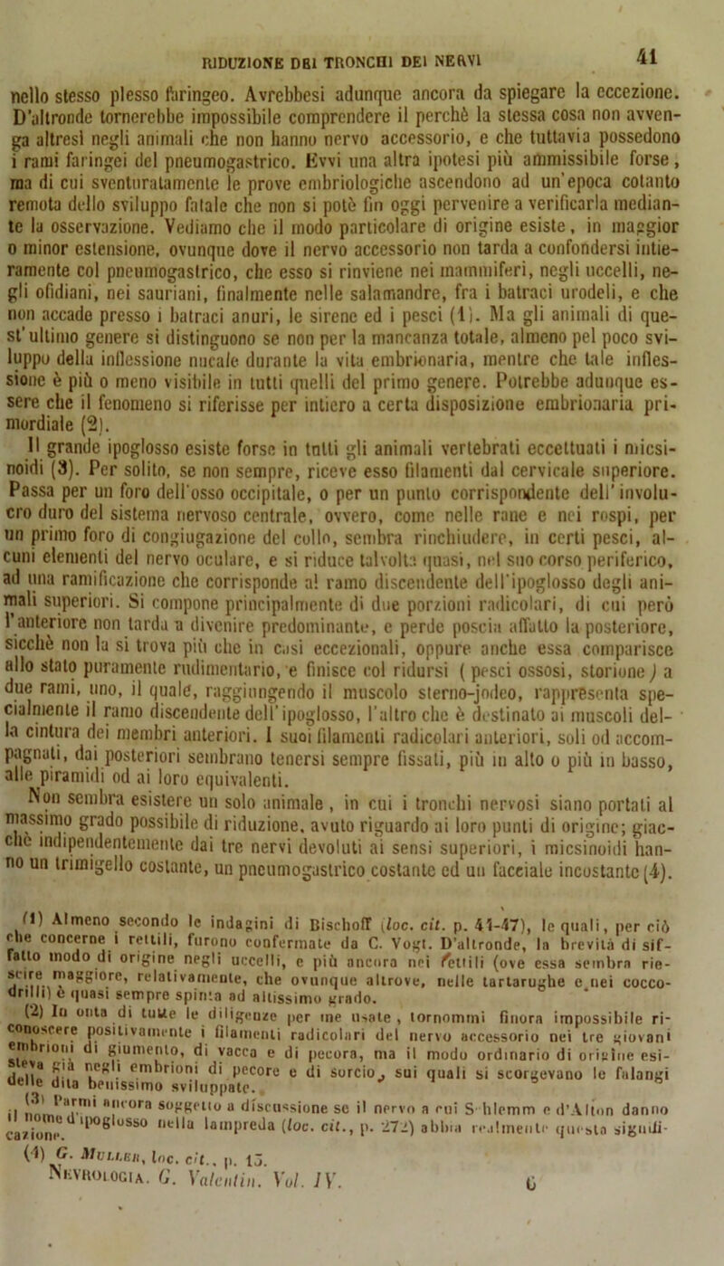 nello stesso plesso faringeo. Avrcbbcsi adunque ancora da spiegare la eccezione. D’altronde tornerebbe impossibile comprendere il perché la stessa cosa non avven- ga altresì negli animali che non hanno nervo accessorio, e che tuttavia possedono 1 rami faringei del pneumogastrico. Evvi una altra ipotesi più ammissibile forse, ma di cui sventuratamente le prove embriologiche ascendono ad un’epoca cotanto remota dello sviluppo fatale che non si potò fin oggi pervenire a verificarla median- te la osservazione. Vediamo che il modo particolare di origine esiste, in maggior o minor estensione, ovunque dove il nervo accessorio non tarda a confondersi intie- ramente col pneumogastrico, che esso si rinviene nei mammiferi, negli uccelli, ne- gli ofidiani, nei sauriani, finalmente nelle salamandre, fra i batraci urodeli, e che non accado presso i batraci anuri, le sirene ed i pesci (lì. Ma gli animali di que- st’ultimo genere si distinguono se non per la mancanza totale, almeno pel poco svi- luppo della inflessione mirale durante la vita embrionaria, mentre che tale infles- sione è più o meno visibile in tutti quelli del primo genere. Potrebbe adunque es- sere che il fenomeno si riferisse per intiero a certa disposizione embrionaria pri- mordiale (2). Il grande ipoglosso esiste forse in tatti gli animali vertebrati eccettuati i micsi- noidi (8). Per solito, se non sempre, riceve esso filamenti dal cervicale superiore. Passa per un foro dell'osso occipitale, o per un punto corrispondente dell’involu- cro duro del sistema nervoso centrale, ovvero, come nelle rane e nei rospi, per un primo foro di congiugazione del collo, sembra rinchiudere, in certi pesci, al- cuni elementi del nervo oculare, e si riduce talvolta quasi, nel suo corso periferico, ad una ramificazione che corrisponde a! ramo discendente dell'ipoglosso degli ani- mali superiori. Si compone principalmente di due porzioni radicolari, di cui però l’anteriore non tarda a divenire predominante, e perde poscia affatto la posteriore, sicché non la si trova più che in casi eccezionali, oppure anche essa comparisce allo stalo puramente rudimentario, e finisce col ridursi ( pesci ossosi, storione ) a due rami, uno, il quale, raggiungendo il muscolo slerno-jodeo, rappresenta spe- cialmente il ramo discendente dell'ipoglosso, l’altro che è destinato ai muscoli del- la cintura dei membri anteriori. I suoi filamenti radicolari anteriori, soli od accom- pagnati, dai posteriori sembrano tenersi sempre fissali, più ni alto o più in basso, alle piramidi od ai loro equivalenti. Non sembra esistere un solo animale , in cui i tronchi nervosi siano portali al massimo grado possibile di riduzione, avuto riguardo ai loro punti di origine; giac- che indipendentemente dai tre nervi devoluti ai sensi superiori, i micsinoidi han- no un trimigello costante, un pneumogastrico costante ed un facciale incostante (4). tl) Almeno secondo le indagini di Bisehoff (loc. cit. p. 41-47), le quali, perciò Mie concerne i renili, furono confermate da C. Vogt. D’altronde, la brevità di sif- fatto modo di origine negli uccelli, e più ancora nei fenili (ove essa semiira rie- snre maggiore, relativamente, che ovunque altrove, nelle tartarughe c nei cocco- drilli) e quasi sempre spinta ad altissimo grado. (*2) Io onta di tuue le diligenze per me usate, tornoinmi finora impossibile ri- conoscere positivamente i filamenti radicolari del nervo accessorio nei tre giovani embrioni di giumento, di vacca e di pecora, ma il modo ordinario d i origine esi- $!“ I}cf?. eni‘•rioni di pecore e di sorcio^ sui quali si scorgevano le falangi delie dita benissimo sviluppale. ° ° il l„,m1>Bir.mÌ *fuora 8W° a discussione se il nervo a cui S hlemm e d’Altnn danno catione 'l10^0880 della lampreda (loc. cit., p. 272) abbia realmente questa siguiii- (4) C. UVLLBB, toc. c/'t.. p. 13. NiiVRotociA. <]. Valentin. Val. IV. 0