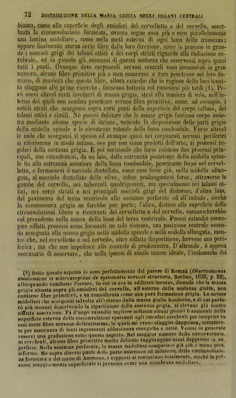 bianca, come alla superficie degli emisferi ilei cervelletto e del cervello, eccet- tuata la circonvoluzione fornicata, ovvero segue essa più o men parallelamente una lamina midollare, come nella metà esterna di ogni lama della tramezza; oppure finalmente storna certe fibre dalla loro direzione, come lo provano in gran- de i noccioli grigi dei talami ottici e dei corpi striati riguardo alla radiazione ce- rebrale, ed in piccolo gli ammassi di questa sostanza che osservansi sopra quasi tutti i punti. Ovunque dove corpuscoli nervosi centrali sono accumulati in gran numero, alcune fibre primitive più o men numerose o rare penetrano nel loro do- minio, di maniera clic queste fibre, allora eziandio clic in ragione della loro tenui- tà sfuggono alle prime ricerche, finiscono tuttavia col rinvenirsi più tardi (I). Pe- rò sonvi altresì certi involucri di massa grigia, stesi alla maniera di velo, nell’in- terno dei quali non sembra penetrare veruna fibra primitiva, come, ad esempio, i sottili strati che scorgonsi sopra certi punti della superficie del corpo calloso, dei talami ottici c simili. Nè puossi dubitare che le masse grigie facciano corpo insie- me mediante, alcune specie di strisce, vedendo la disposizione delle parti grigie della midolla spinale e le elevatezze rotonde della fossa romboidale. Forse altresì le code che scorgonsi si spesso ed ovunque quasi nei corpuscoli nervosi periferici si riferiscono in modo intimo, ove pur non siano prodotti dell'arte, ai processi re- golari della sostanza grigia. È poi verisimile che forse esistono due processi prin- cipali, uno cstcndcntesi, da un lato, dalla estremità posteriore della midolla spina- le fin alla estremità anteriore della fossa romboidale, penetrante forse nel cervel- letto, e formantevi il nocciolo dentellato, come esso tiene già, nella midolla allun- gata, al nocciolo dentellato delle olive, infine prolungantesi forse, attraverso le gambe del cervello, nei tubercoli quadrigemini, ma specialmente nei talami ot- tici, nei corpi striali e nei principali noccioli grigi del dintorno; d’altro lato, dal pavimento del terzo ventricolo alle sostanze perforate ed all’imbuto, sicché la commessura grigia ne farebbe pur parte; l’altro, disteso alla superficie delle circonvoluzioni libere o rientranti del cervelletto e del cervello, comunicherebbe col precedente nella massa della base del terzo ventricolo. Puossi eziandio conce- pire siffatti processi come formanti un solo sistema, una posizione centrale essen- do assegnata alla massa grigia nella midolla spinale e nella midolla allungata, men- tre che, nel cervelletto c nel cervello, oltre siffatta disposizione, havvenc una peri- ferica , ma clic non impedisce alla centrale di predominare. D’altronde, è appena necessario di osservare, che nella ipotesi di simile unione ideale, l'isolamento dei (1) Sotto questo aspetto io sono perfettamente del parere di Remak (Observationos anatomicae et microtcopicae de systematis nervosi struclura, Berlino, 1838, p. 22), allorquando combatte l’errore, in cui io era in addietro incorso, dicendo che la massa grigia situata sopra gli emisferi del cervello, alt esterno della sostanza gialla, non contiene fibre primitive, c va considerata come una pura formazione grigia. Le strisce midollari che scorgonsi talvolta all'esterno della massa gialla Scolorila,e di cui parle- rò più innanzi descrivendo la ripartizione della sostanza grigia, si elevano già contro siffatta asserzione. Fa d’uopo eziandio togliere soltanto alcuni piccoli frammenti della superficie esterna delle circonvulzioni spettanti agli emisferi cerebrali per iscoprire in essi certe fibre nervose delicatissime, le quali mi erano sluggite dapprima, certamen- te per mancanza di lenti ingrossanti abbastanza energiche c nette. Vedcsi in generale esservi una gradazione sotto questo aspetto. Nel maggior numero delle circonvoluzio. ni cerebrali, alcune fibre primitive molto delicate raggiungono assai dappresso la su perfide. Nella sostanza perforata, la massa midollare comparisce già più u meno ples- si forme. Ma sopra diversi punti deUa parte anteriore ed interiore, della circonvoluzio- ne fornicata e del corno di Ammone, i rapporti si rovesciano totalmente, siccbt! la por. ziono maggiormente superficiale si presenta tome una mouibrana midollare.