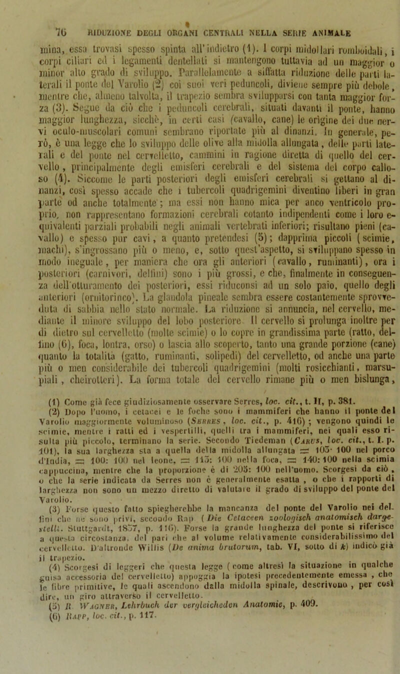 inina, essa trovasi spesso spinta all’indietro (1). 1 corpi midollari romboidali, i corpi ciliari cd i legamenti dentellati si mantengono tuttavia ad un maggior* o minor allo grado di sviluppo. Parallelamente a siffatta riduzione delle parti la- terali il ponte del Varolio (5) coi suoi veri peduncoli, diviene sempre più debole , mentre che, almeno talvolta, il trapezio sembra svilupparsi con tanta maggior for- za (3). Segue da ciò clic i peduncoli cerebrali, situati davanti il ponte, hanno maggior lunghezza, sicché, in certi casi ('cavallo, cane) le origine dei due ner- vi oculo-muscolari comuni sembrano riportate più al dinanzi. In generale, pe- rò, è una legge che lo sviluppo delle olive alla midolla allungata, delle parti late- rali e del ponte nel cervelletto, cammini in ragione diretta di quello del cer- vello , principalmente degli emisferi cerebrali e del sistema del corpo callo- so (4). Siccome le parti posteriori degli emisferi cerebrali si gettano al di- nanzi, così spesso accade che i tubercoli quadrigemini diventino liberi in gran parte od anche totalmente ; ma essi non hanno mica per anco ventricolo pro- prio, non rappresentano formazioni cerebrali cotanto indipendenti come i loro e- quivalenti parziali probabili negli animali vertebrati inferiori; risultano pieni (ca- vallo) e spesso pur cavi, a quanto pretendesi (5); dapprima piccoli (scimie, machi), s’ingrossano più o meno, e, sotto quest’aspetto, si sviluppano spesso in modo ineguale, per maniera che ora gli anteriori (cavallo, ruminanti), ora i posteriori (carnivori, delfini) sono i più grossi, e che, finalmente in conseguen- za doU'otluramcnto dei posteriori, essi riduconsi ad un solo paio, quello degli anteriori (ornitorinco). La glandola pineale sembra essere costantemente sprovve- duta di sabbia nello stato normale. La riduzione si annuncia, nel cervello, me- diante il minore sviluppo del lobo posteriore II cervello si prolunga inoltre per di dietro sul cervelletto (molle scimie) o lo copre in grandissima parte (ratto, dei- lino (6), foca, lontra, orso) o lascia allo scoperto, tanto una grande porzione (cane) quanto la totalità (gatto, ruminanti, solipedi) del cervelletto, od anche una parto più o men considerabile dei tubercoli quadrigemini (molti rosicchiami, marsu- piali, cheirotlcri). La forma totale del cervello rimane più o men bislunga, (1) Come già fece giudiziosamente osservare Serrcs, loc. cit., t. li, p. 381. (2) Dopo l’uomo, i cetacei e le foche sono i mammiferi che hanno il ponte del Varolio maggiormente voluminoso (Seriies , loc. cit., p. 4lG) ; vengono quindi lo scimie, mentre i ratti ed i vespertilli, quelli tra i mammiferi, nei quali esso ri- sulta più piccolo, terminano la serie. Secondo Tiedeman (Carus, loc. cit., 1.1. p. 101), la sua larghezza sta a quella dcUa midollo allungata =2 103- 100 nel porco «l’India, =; 100: 100 nel leone, =2 113: 100 nella foca, =2 140:100 nella scinda cappuccina, mentre che la proporzione è di 203: 100 neil’nomo. Scorsesi da ciò , o che la serie indicata da Serrcs non è generalmente esatta , o che i rapporti di larghezza non sono un mezzo diretto di valutale il grado di sviluppo del ponte del Varolio. (3) Porse questo fatto spiegherebbe la mancanza del ponte del Varolio nei dei- lini che ne sono privi, sccoado Rnp ( Die Cetuceen sooloijisch analomisch dartfe- »tetti. Stuttgordt, 1837, p. liti). Forse la grande lunghezza del ponte si riferisco a questa circostanza, del pari elle al volume relativamente considerabilissimo del cervelletto. D’altronde Willis (De anima brutorum, tab. VI, sotto di k) indicò già il trapezio. (4) Scorgesi di leggeri che questa legge ( come altresì la situazione in qualche guisa accessoria del cervelletto) appoggia la ipotesi precedentemente emessa , che le libre primitive, le quali ascendono dalla midolla spinale, descrivono , per così dire, un giro attraverso il cervelletto. (3) lì Wagner, Lelirbuch der venjleicheden Anatomie, p. 409. (li) IIapp, loc. cit., p. 117.