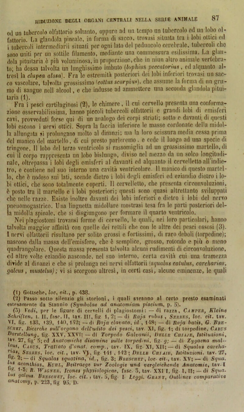 od un tubercolo olfattorio soltanto, oppure ad un tempo un tubercolo ed un lobo ol- fattorio. La glandola pineale, in forma di sacco, trovasi situata tra i lobi ottici ed i*tubercoli intcrmcdiarii situali per ogni lato del peduncolo cerebrale, tubercoli clic sono uniti per un sottile filamento, mediante una commessura esilissima. La glan- dola pituitaria è più voluminosa, in proporzione, clic in niun altro animale vertebra- to; ha dessa talvolta un lunghissimo imbuto (lophius peccatomi*, ed alquanto al- tresì la clupea aiosa). Fra le estremità posteriori dei lobi inferiori trovasi un sac- co vascolare, talvolta grossissimo tcoltus scorpiu*), che assume la forma di un gru- mo di sangue noli alcool, e che indusse ad ammettere una seconda glandola pitui- taria (1). Fra i pesci cartilaginosi (2), le chimere, il cui cervello presenta una conforma- zione osservabilissima, hanno piccoli tubercoli olfattorii e grandi lobi di emisferi cavi, provveduti forse qui di un analogo dei corpi striati; sotto e davanti di questi lobi escono i nervi ottici. Sopra la faccia inferiore le masse cordonate della midol- la allungata si prolungano mollo al dinanzi; ma la loro scissura media cessa prima del manico del martello, di cui presto parleremo. o cede il luogo ad una specie di tringone. Il lobo del terzo ventricolo si rassomiglia ad un grossissimo martello, di cui il corpo rappresenta un lobo bislungo, diviso nel mezzo da un solco longitudi- nale, oltrepassa i lobi degli emisferi al davanti ed alquanto il cervelletto all indie- tro, c contiene noi suo interno una cavità ventricolare. 11 manico di questo martel- lo, che 6 nodoso sui lati, scende dietro i lobi degli emisferi ed eziandio dietro i lo- bi ottici, clic sono totalmente coperti. 11 cervelletto, che presenta circonvoluzioni, ò posto tra il martello e i lobi posteriori; questi sono quasi altrettanto sviluppati clic nelle razze. Esiste inoltre davanti dei lobi inferiori o dietro i lobi del nervo pncuomogaslrico. Una linguetta midollare mostrasi tesa fra le parti posteriori del- ia midolla spinale, che si disgiungono per formare il quarto ventricolo. Neiplagiostomi trovansi forme di cervello, le quali, nei loro particolari, hanno talvolta maggior affinità con quelle dei rettili che con le altre dei pesci ossosi (3). 1 nervi olfattorii risultano per solito grossi e fortissimi, di raro deboli (torpedine); nascono dalla massa dell’emisfero, che è semplice, grosso, rotondo e più o meno quadrangolare. Questa massa presenta talvolta alcuni rudimenti di circonvoluzione, cd altre volte eziandio nasconde, nel suo interno, certa cavità cui una tramezza divide al dinanzi e che si prolunga nei nervi olfattorii (squalus catulus, carcharias, galcus, muslelus); vi si scorgono altresì, in certi casi, alcune eminenze, le quali (1) Gottsche, loc, cit., p. 438. (2) Passo sotto silenzio gli storioni, i quali saranno al certo presto esaminati estnsampnte da Stannio (Symbolae ad anatomiam piscium, p. 5). (3) Vedi, ppr le figure di cervelli di plagiostomi: —di razza, Camper, Klcine Schriften, t. II, fasr. II, tav. IH, fig 1,2; —di Raja rubus , Sf.rres, loc. cit. tav. Vr, fig. 138, 139, 140,102; —di linja clavata, id , 148; —di Raja batis, G. Bre- sciirt. Ricerche tuli’organo dell'udito dei pesci, tav. XI, fig. 1; di torpedine, Carus Barstellung, fig. XXV, XXVI: — di Torpcdo Galvanii, Delle Chiaje, Istituzioni, tav. 27, fig' 5; ed Anatomiche disamine sulle torpedini, fig- g; — di Zygaena mal— *®UJ, Carus, Trattato d'anat. comp., tav. TX, fi;. XI, XII; — di Squalus carcha- pai, Serres, loc. cit., tav- VI, fig 141 , 142; Delle Cai aie, Istituzioni, tav. 27, !'*• 2; —di Squalas squatina, id., fig. 3; Breschet, loe■ cit , tav. XV; — di Squa. P ncanihias, Kuhl, Beitraegc tur Zoologie und vergleichcnde Anatomie, tav-1 ''?• 1-5; R. Wagner. Icones “physiologicae, fase- o, tav. XXl'I, fig. I, II; —di Squa- lus galeus. Rreschrt, loc. cit., tav. a, fig. I- Leggi. Grant, Outlines comparativo anatomy, p. 223, fig Do, D.