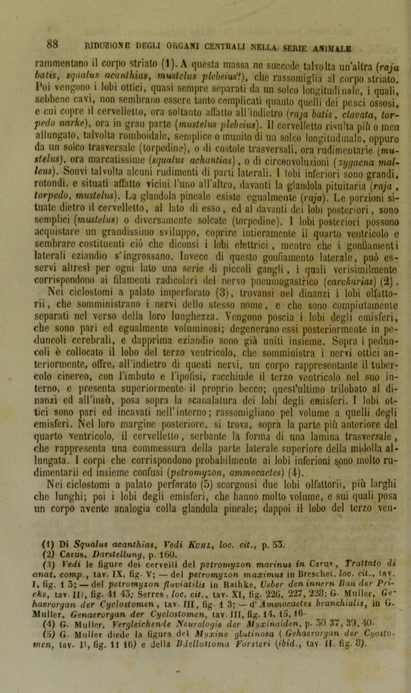 ìammentano il corpo strialo (1). A questa massa ne succede talvolta un’altra (foia baivi, gqualuft acanthias, mustelus plebeius?), che rassomiglia al corpo striato. Poi vengono i lobi ottici, quasi sempre separali da un solco longitudinale, i quali! sebbene cavi, non sembrano essere tanto complicati quanto quelli dei pesci ossosi, c cui copie il cervelletto, ora soltanto adatto all indietro (raja butis, elamita, tor- pedo narkc), ora in gran parte (mustelus plebeius). 11 cervelletto risulta più o mcn allungato, talvolta romboidale, semplice o munito di un solco longitudinale, oppure da un solco trasversale (torpedine), o di costole trasversali, ora rudimentarie [mu- stelus), ora marcatissime (squalus achantias), o di circonvoluzioni (zyguena mal- leus). Sonvi talvolta alcuni rudimenti di parti laterali. I lobi inferiori sono grandi, rotondi, e situati adatto vicini I uno all altro, davanti la glandola pituitaria (raja , t or pedo, mustelus). La glandola pineale esiste egualmente (raja). Le porzioni si- tuate dietro il cervelletto, al lato di esso, ed al davanti dei lobi posteriori, sono semplici (mustelus) o diversamente solcate (torpedine). I lobi posteriori possono acquistare un grandissimo sviluppo, coprire intieramente il quarto ventricolo e sembrare costituenti ciò che diconsi i lobi elettrici , mentre che i gonfiamenti laterali eziandio s'ingrossano. Invece di questo gonfiamento laterale, può es- servi altresì per ogni lato una serie di piccoli gangli, i quali verisimilmente corrispondono ai filamenti radicolari del nervo pneumogastrico (carckarias) (2). Nei cicloslomi a palato imperforato (3), trovansi nel dinanzi i lobi olfatto- rii, che somministrano i nervi dello stesso nome, e che sono compiutamente separati nel verso della loro lunghezza. Vengono poscia i lobi degli emisferi, che sono pari ed egualmente voluminosi; degenerano essi posteriormente in pe- duncoli cerebrali, e dapprima eziandio sono già uniti insieme. Sopra i pedun- coli è collocato il lobo del terzo ventricolo, che somministra i nervi ottici an- teriormente, offre, all'indietro di questi nervi, un corpo rappresentante il tuber- colo cinereo, con l’imbuto e l'ipofisi, racchiude il terzo ventricolo nel suo in- terno, e presenta superiormente il proprio becco; quest’ultimo trilobato al di- nanzi ed aU’insù, posa sopra la scanalatura dei lobi degli emisferi. I lobi ot- tici sono pari ed incavati nell’interno; rassomigliano pel volume a quelli degli emisferi. Nel loro margine posteriore, si trova, sopra la parte più anteriore del quarto ventricolo, il cervelletto, serbante la forma di una lamina trasversale, che rappresenta una commessura della parte laterale superiore della midolla al- lungata. I corpi che corrispondono probabilmente ai lobi inferioni $ono molto ru- dimentarii ed insieme confusi (petromyzon, ammocaetcs) (4). Nei cicloslomi a palato perforato (5) scorgonsi due lobi olfattorii, più larghi che lunghi; poi i lobi degli emisferi, che hanno molto volume, e sui quali posa un corpo avente analogia colla glandola pineale; dappoi il lobo del terzo ven- ti) Di Squalus acanthias, Vedi Kuhl, loc. cit., p. 33. (2) Carus, Darstellung, p. 160. (3) Vedi le figure dei cervelli del petromyzon marinus in Carm , Trattato di anat. comp., tav. IX, fig- V; —del petromyzon maximus in Breschel. loc. cit., tav. I, fig. t 3; — del petromyzon fluviatilis in Ralhke, Ueber deninnern Bau dar Pri- cke, tav. II/, fig. 41 43; Serres, toc. cit., tav. XI, fig- 226, 227 , 228; G- Mailer, Gè* haerorgan der Cyclostomen, tav. Ili, fig. 1 3; — d’ Ammocaetcs branchialis, in G. Mailer, Genaerorgan der Cyclostomen, tav- III, fig. 14, 13,16- (4) G. Muller, Vergleichende Neurologie der Mijxinoiden, p. 30 37, 39,40- (3) G. Mailer diede la figura del Alijxino glutinosa ( Gehaerorgan der Cyoslo-